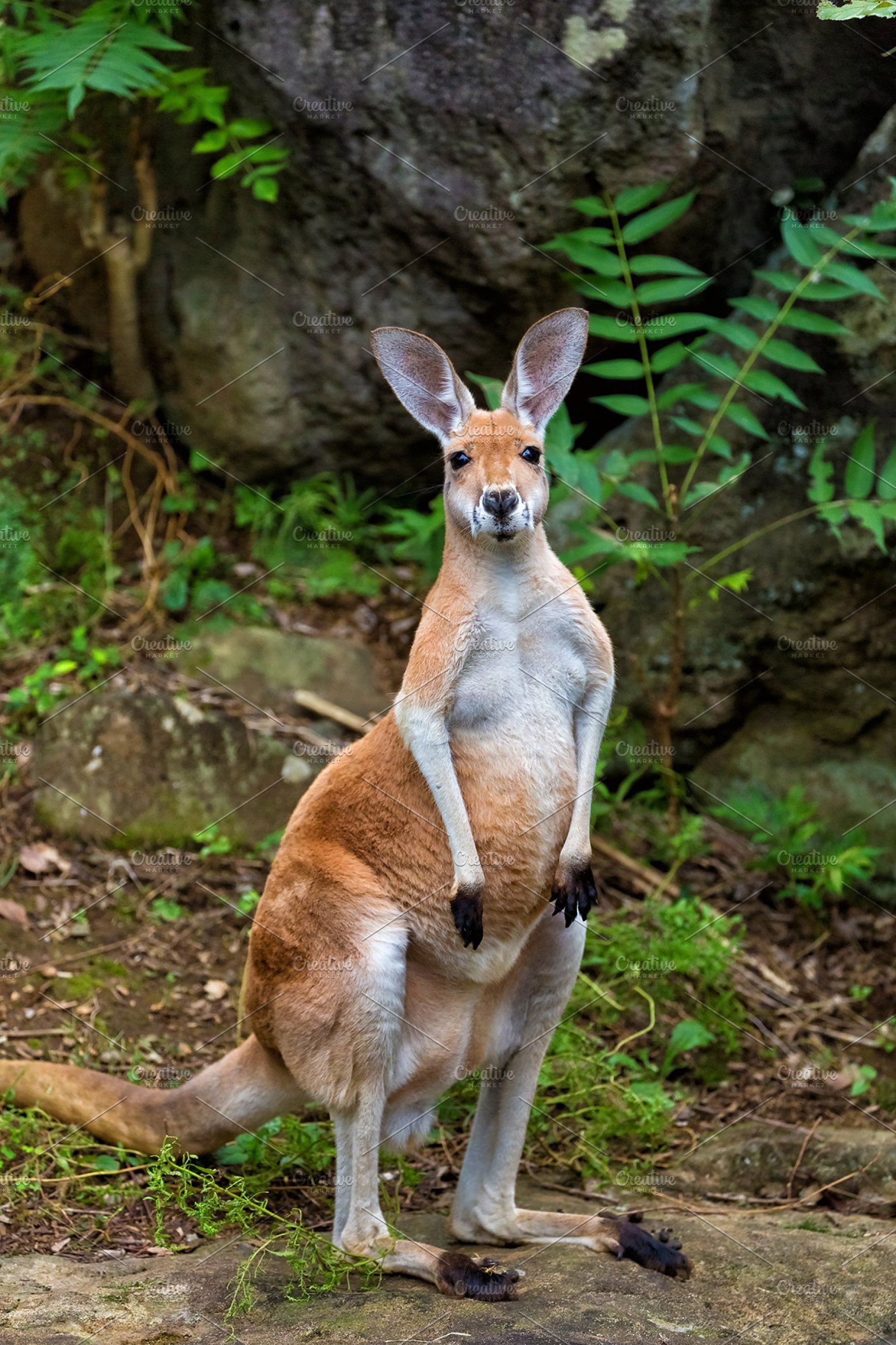 The red, Kangaroos Wallpaper, 1820x2730 HD Phone