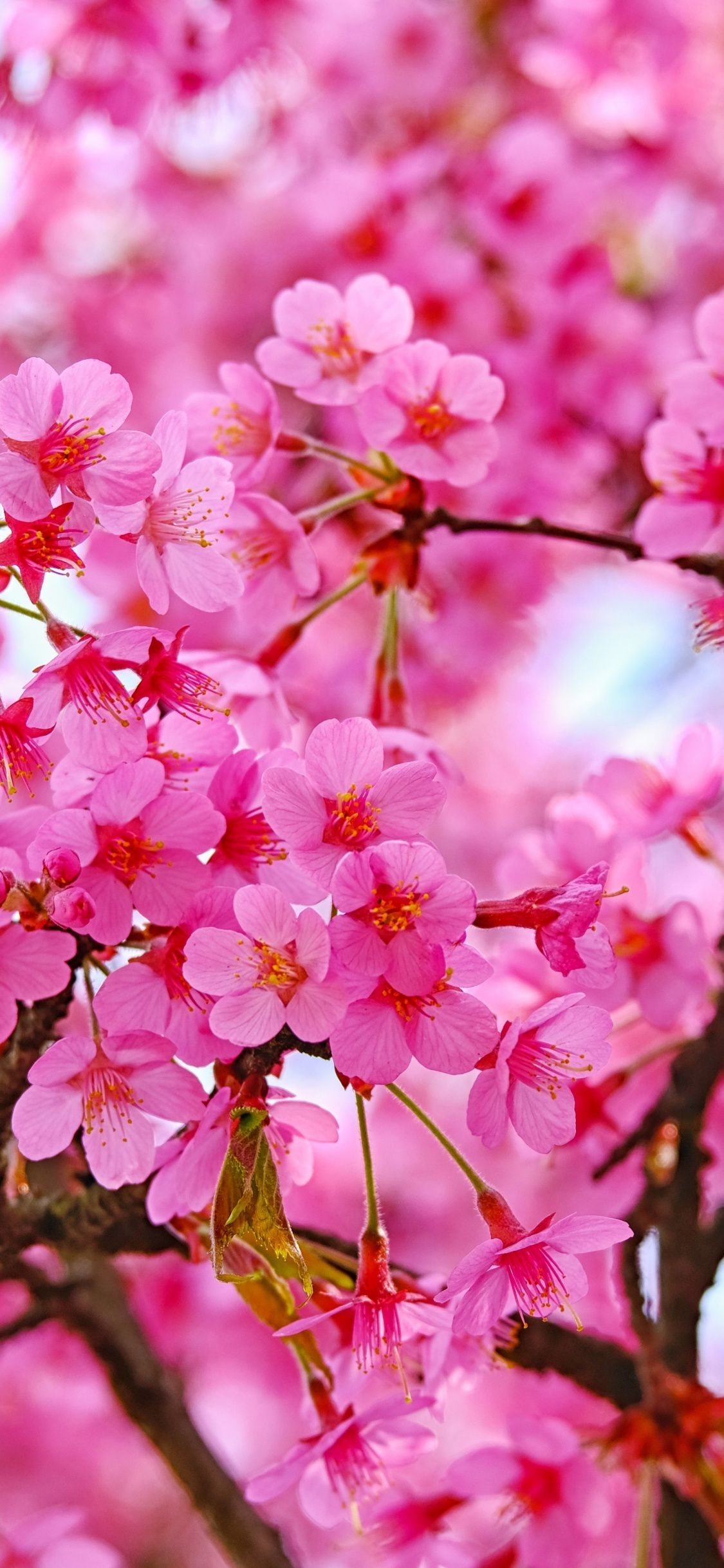 Pink cherry blossoms, Blooming sakura branch, Vibrant spring flowers, HD Phone wallpaper