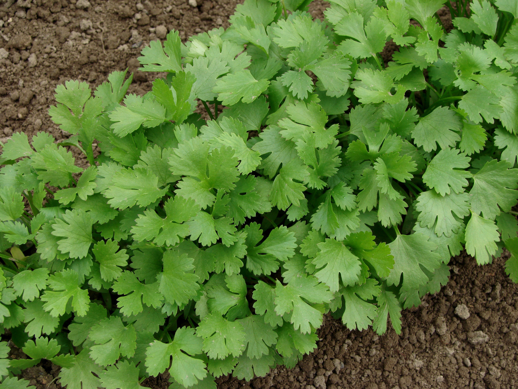 Cilantro seeds, Organic gardening, Gardens of Babylon, Large-scale cultivation, 2050x1540 HD Desktop