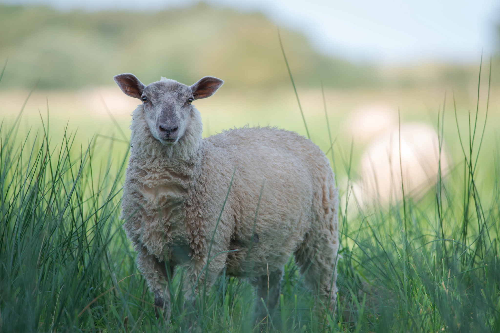 Sheep on the meadow, Green pastures, Sunlit scenes, Rural tranquility, 2050x1370 HD Desktop