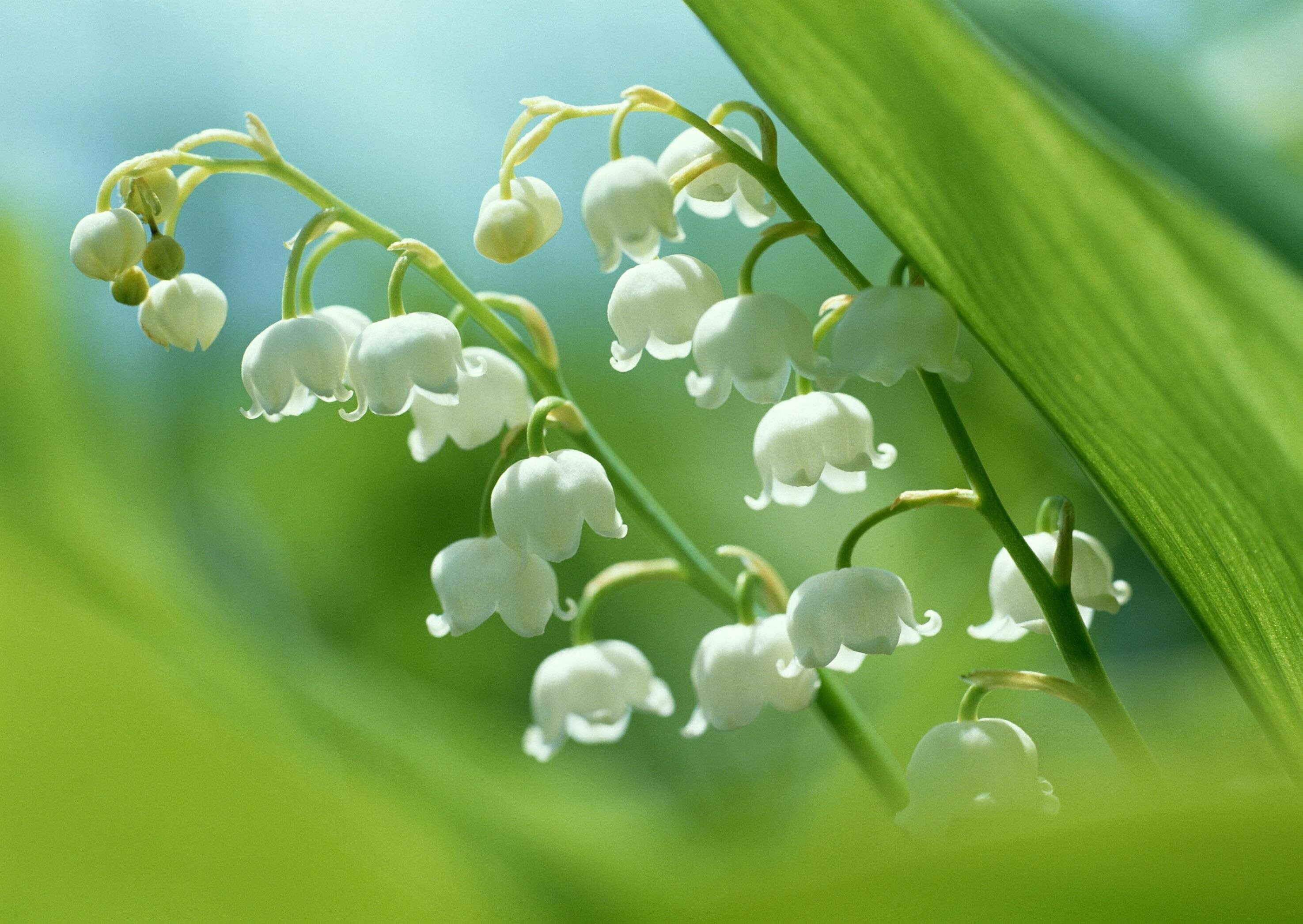 Springtime spectacular, Nature's blooming wonders, Macro photography, Captivating Lily of the Valley, 2950x2100 HD Desktop