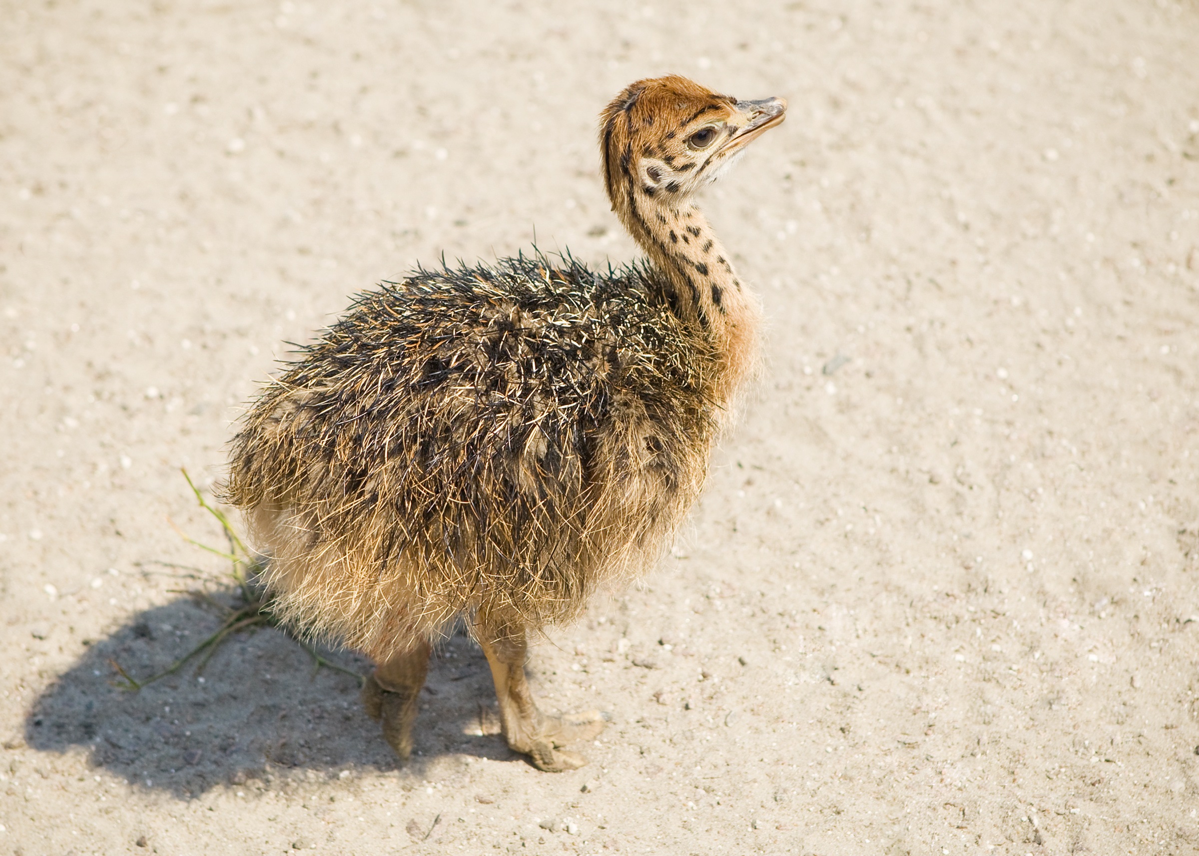 Young ostrich, Animal park, Meat-free diet, Captive wildlife, 2400x1720 HD Desktop