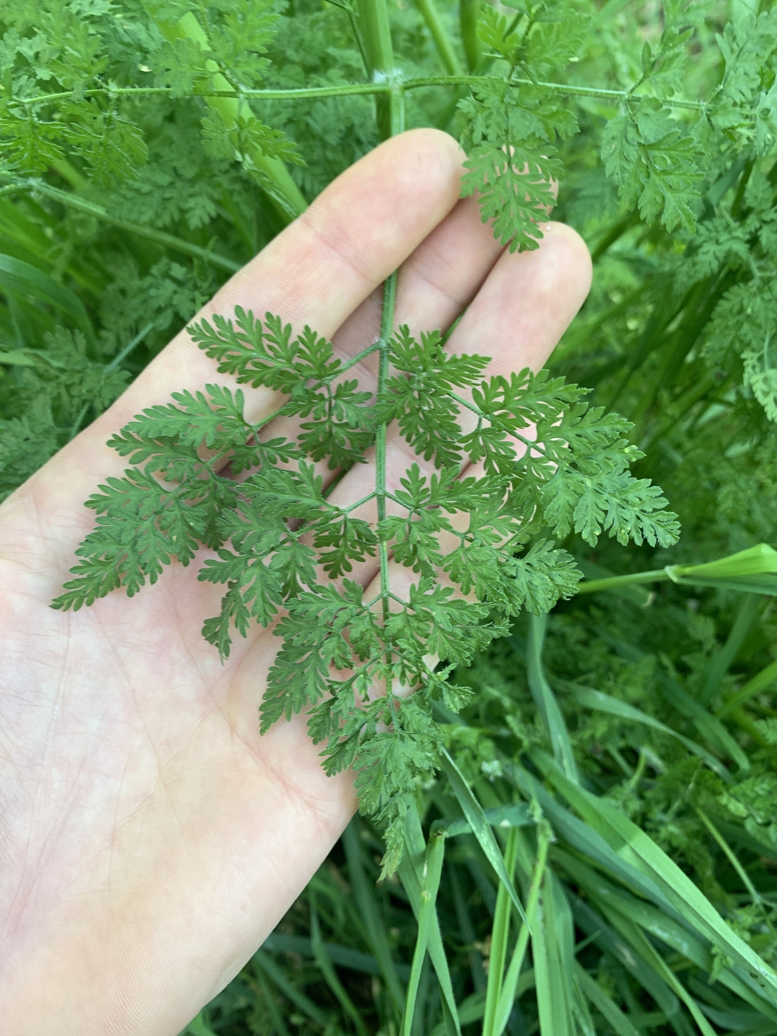 Chervil, Bur chervil, Anthriscus caucalis, 1540x2050 HD Phone