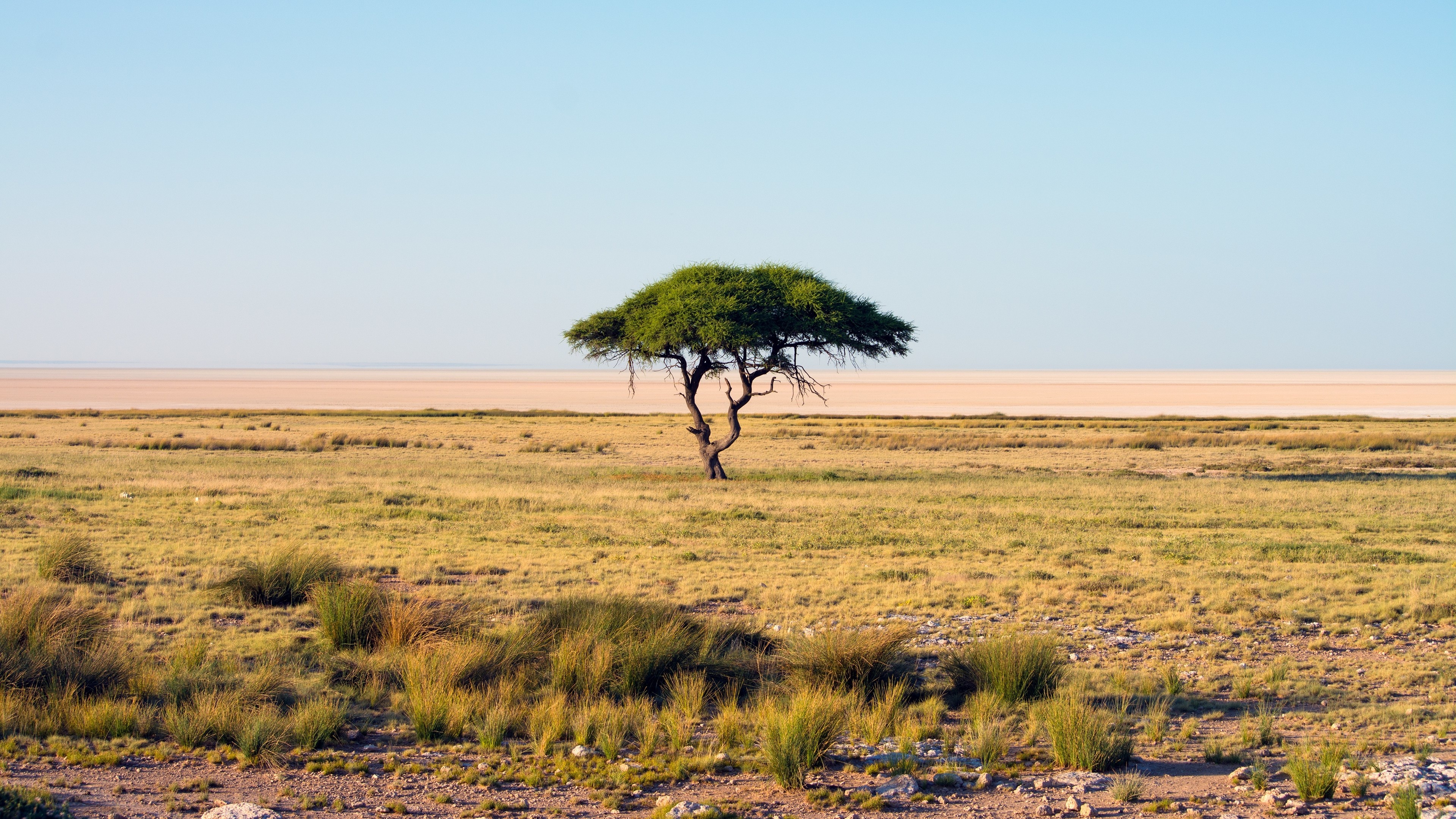 Wallpaper trees landscape, Savannah Namibia steppe, Tree grassland safari, Adventure plain prairie, 3840x2160 4K Desktop