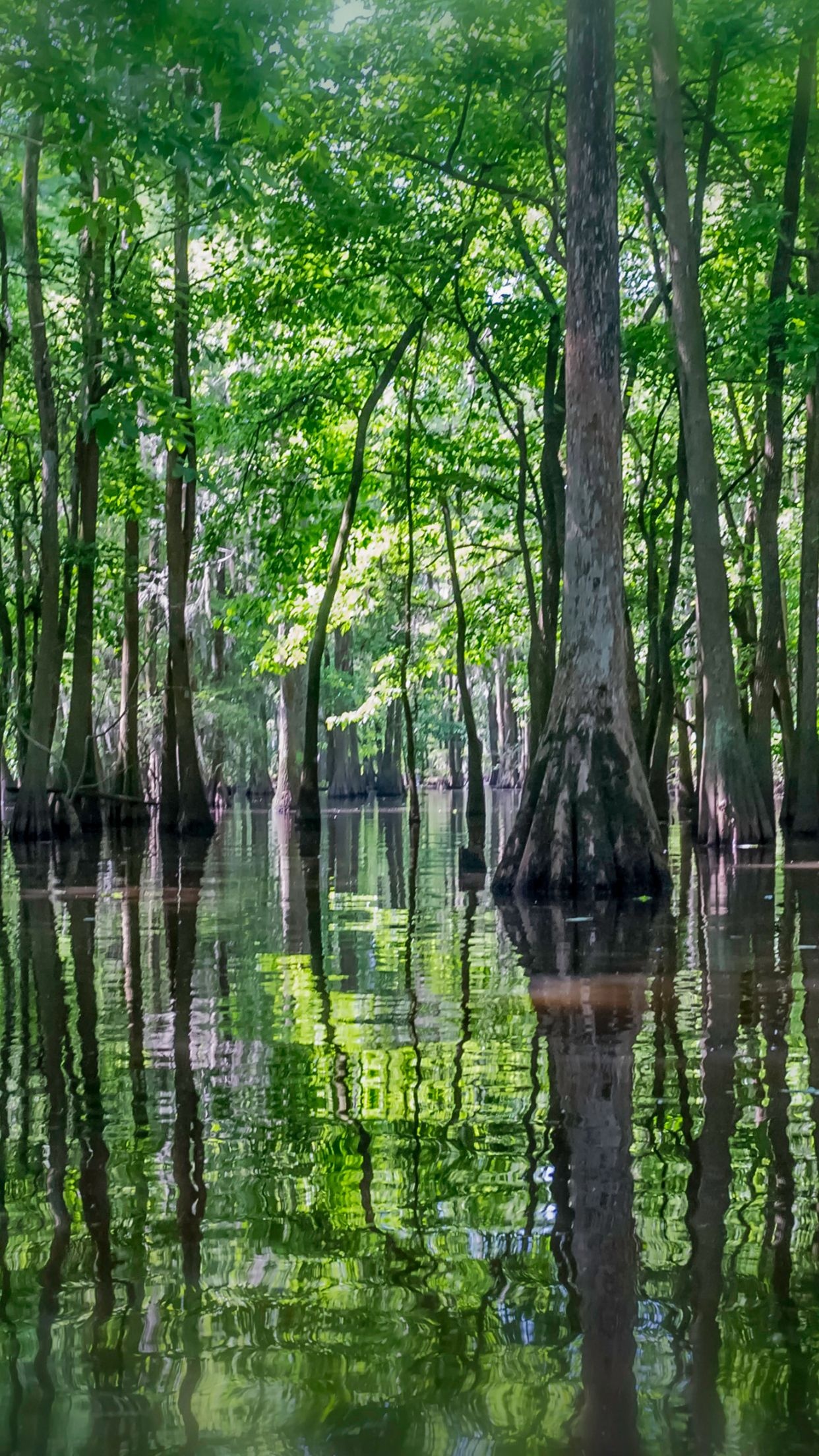 Louisiana travels, Bayou wallpaper, 1250x2210 HD Phone