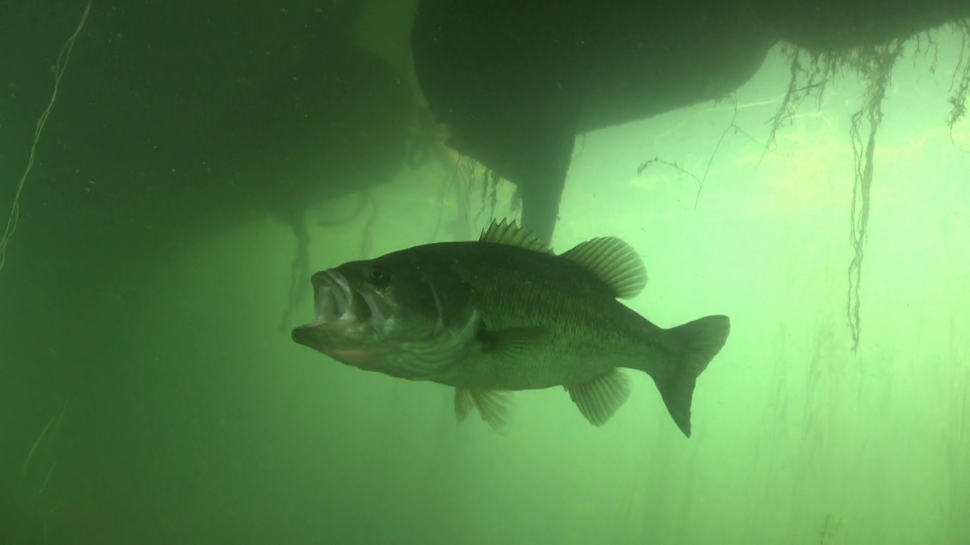 Largemouth Bass Wallpaper, Sarah Tremblay, 1920x1080 Full HD Desktop