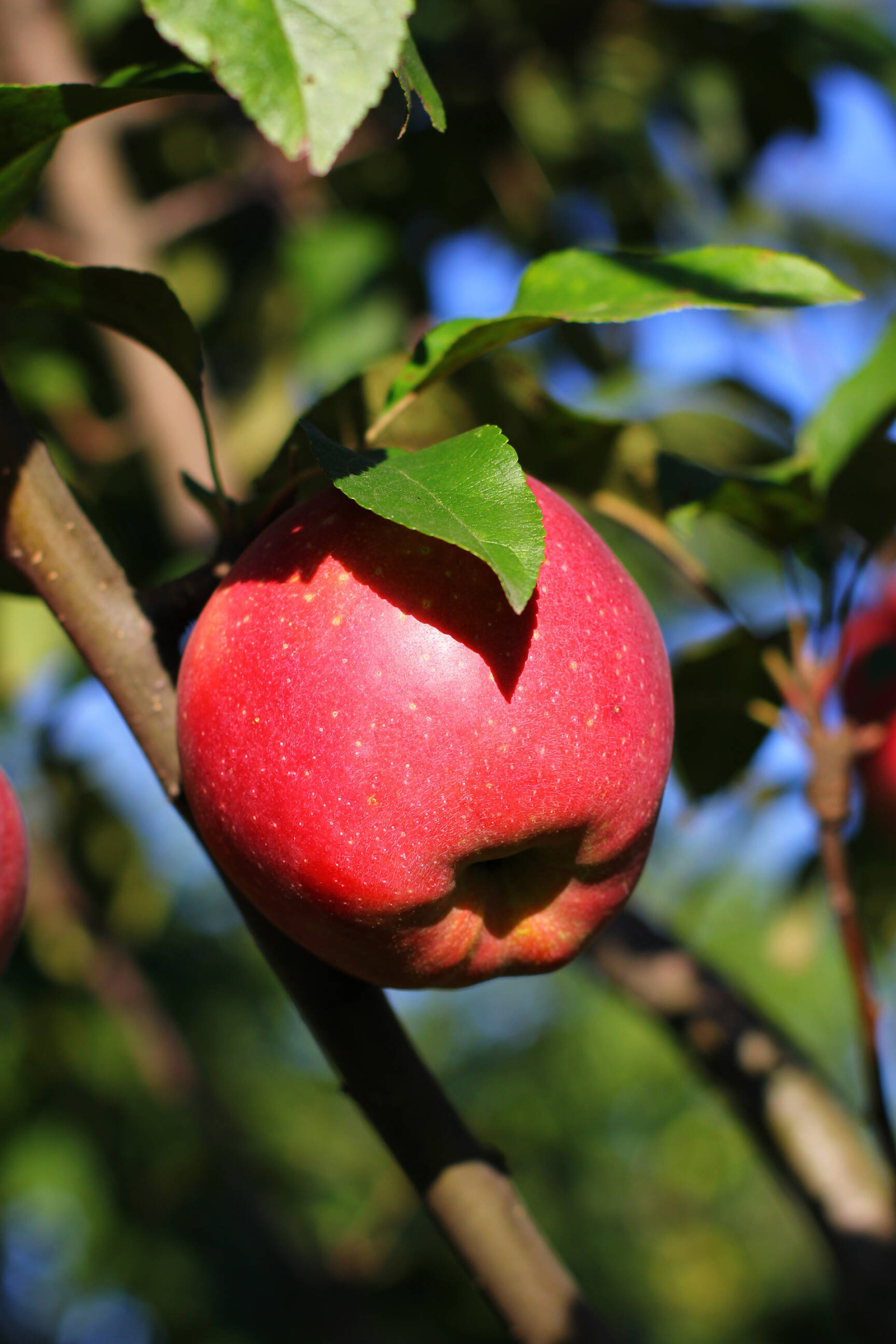 Fuji, Apple Trees Wallpaper, 1920x2880 HD Phone