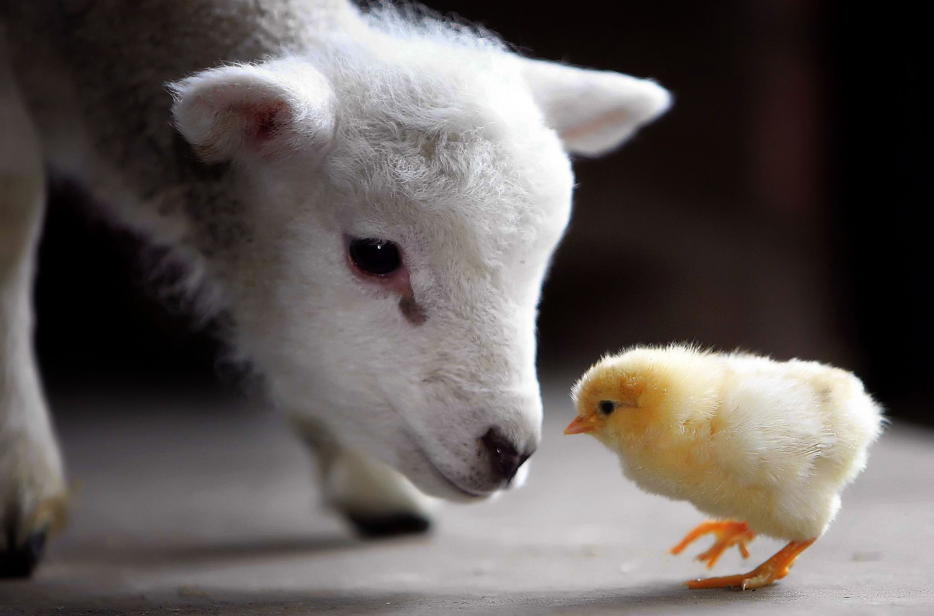 Curious white lamb, Fluffy yellow chick, Dark blurred background, HD Desktop wallpaper