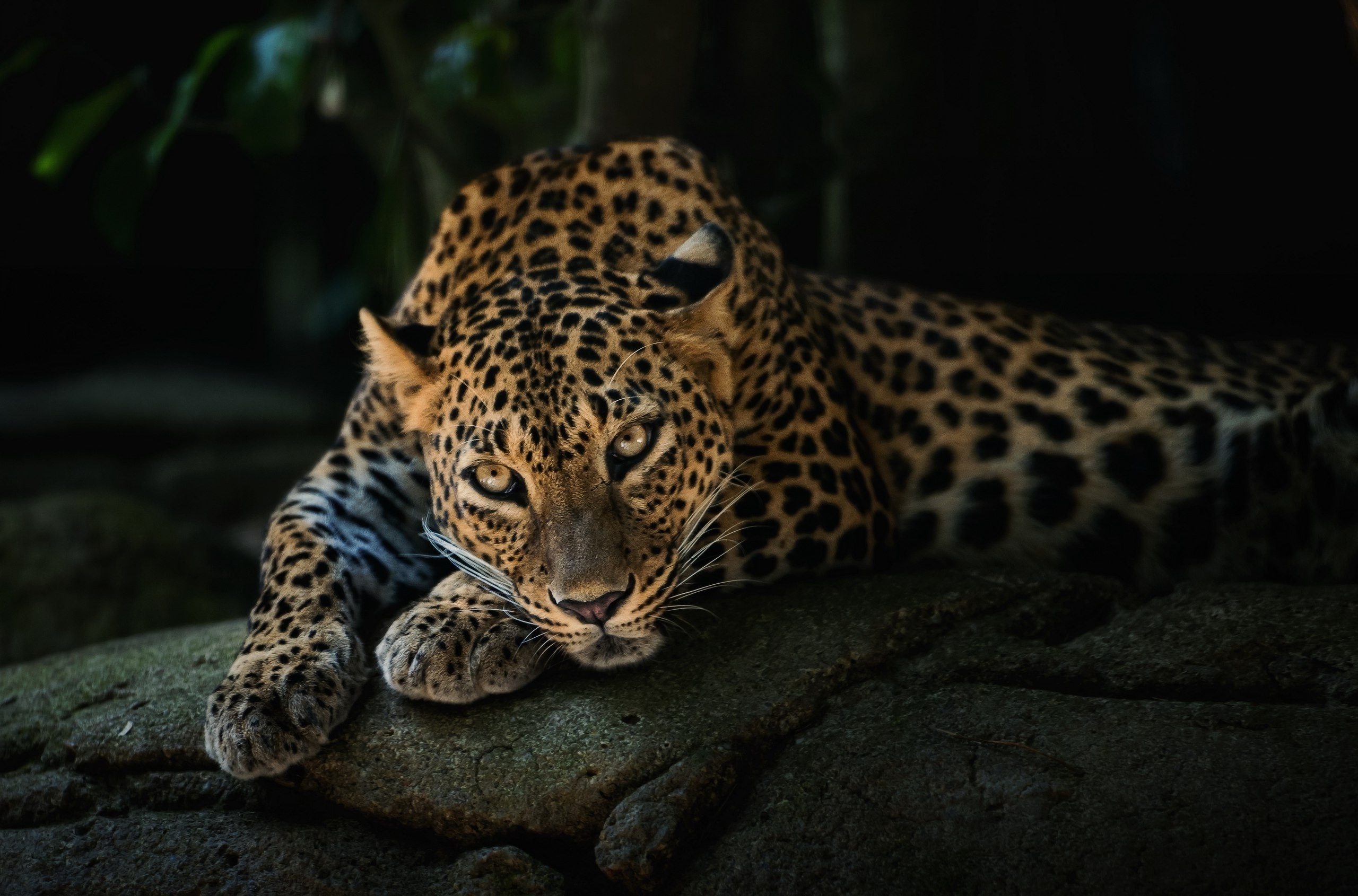 The Indochinese, Leopards Wallpaper, 2560x1690 HD Desktop