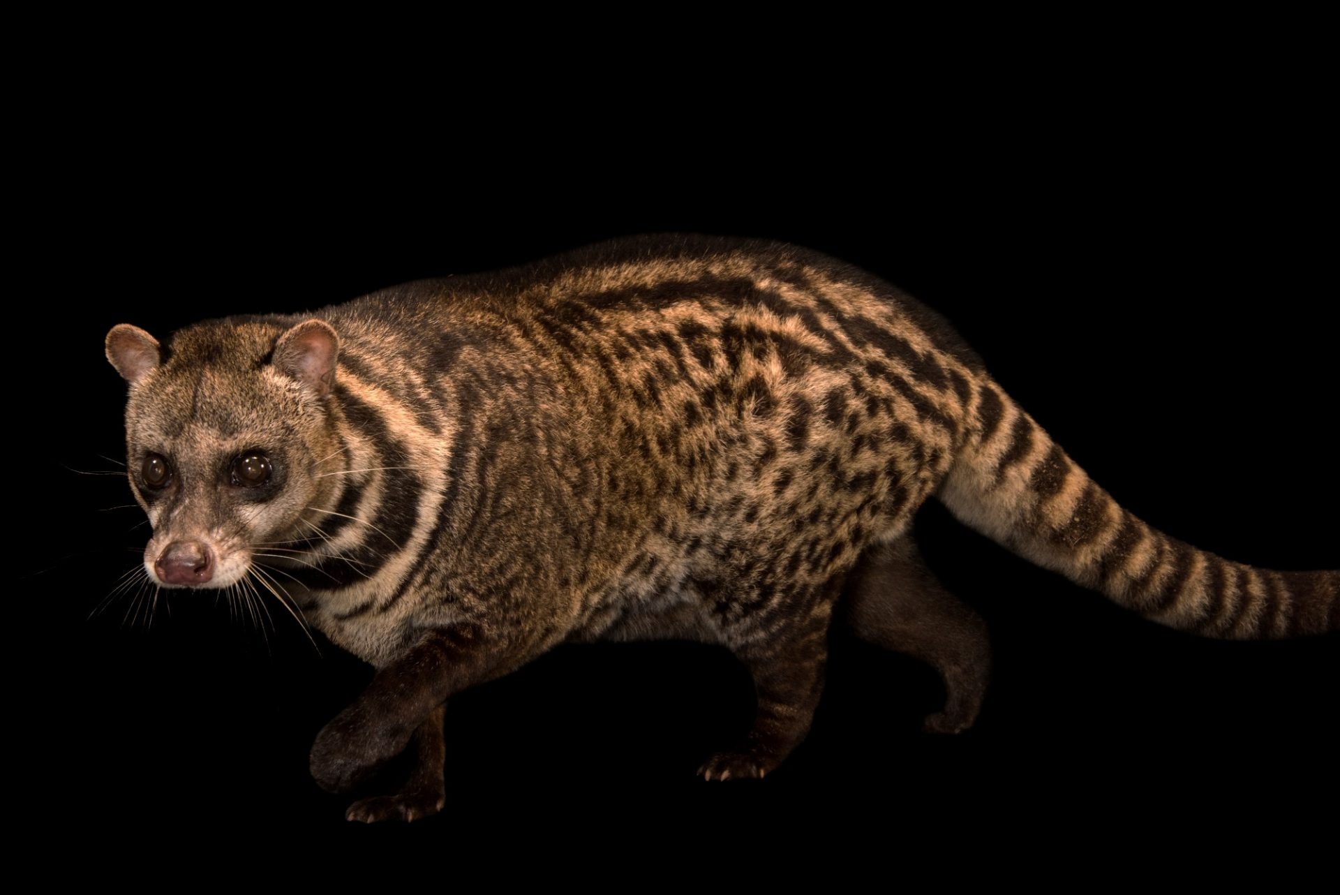 Joel Sartore, Fascinating civets, 1920x1290 HD Desktop