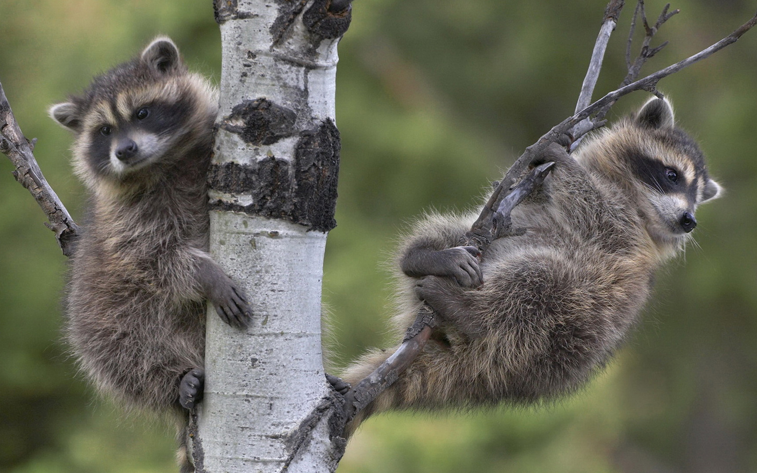 Nocturnal wanderer, Forest dweller, Raccoon family, Nature's treasure, 2560x1600 HD Desktop