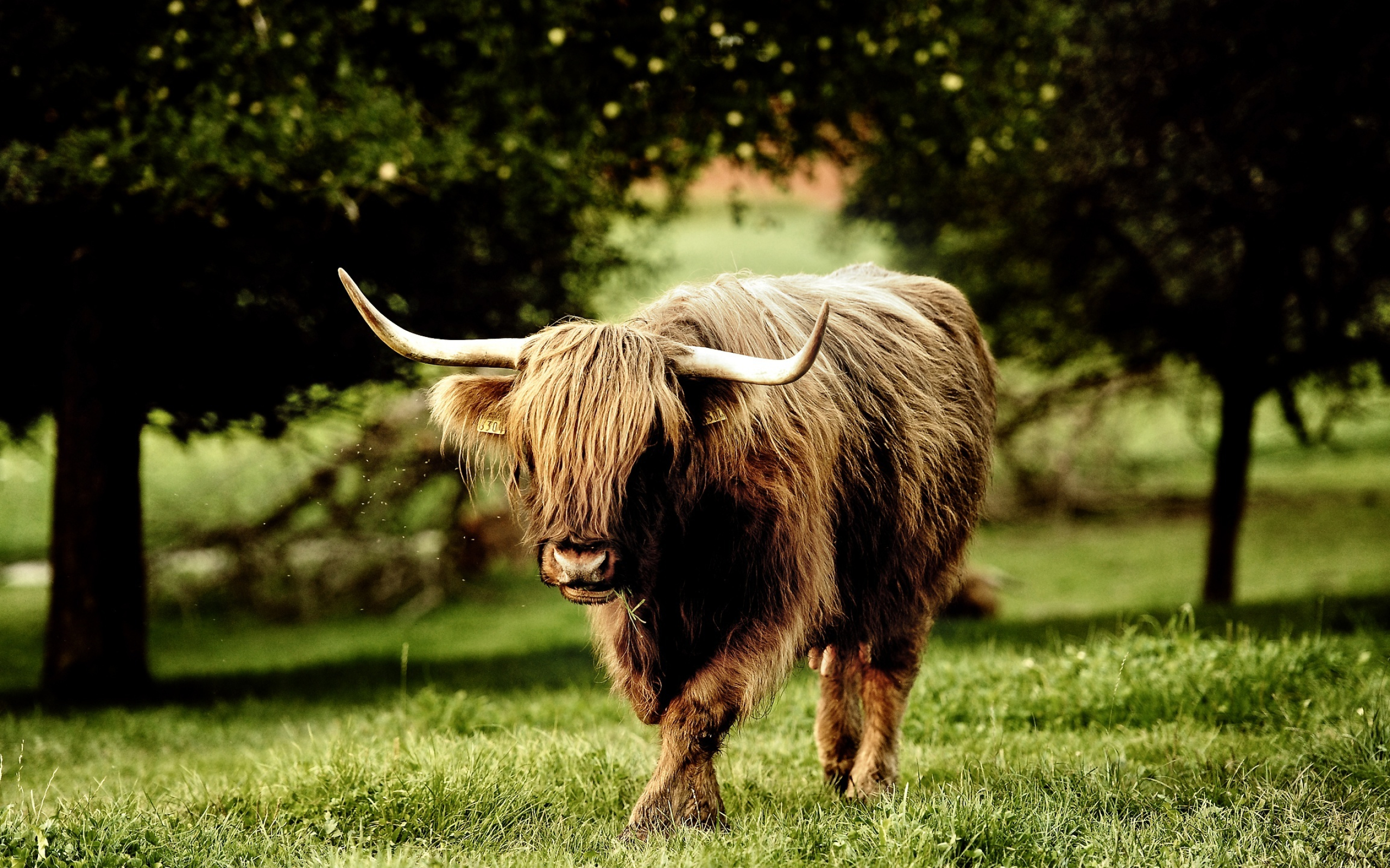 Yak, Majestic creature, Multifaceted beauty, Captivating presence, 2560x1600 HD Desktop