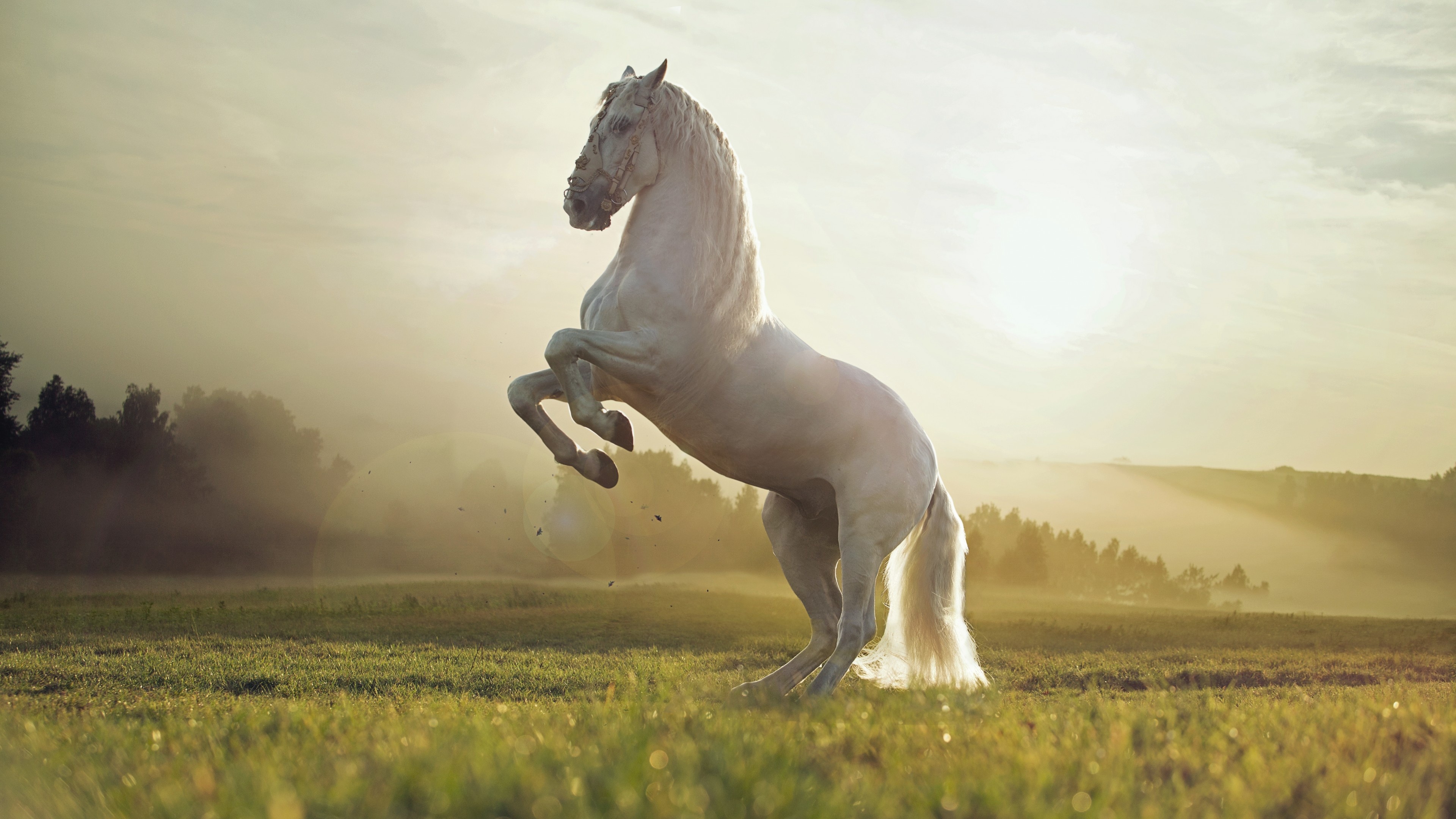 Horse cute animals, Sunset, 3840x2160 4K Desktop
