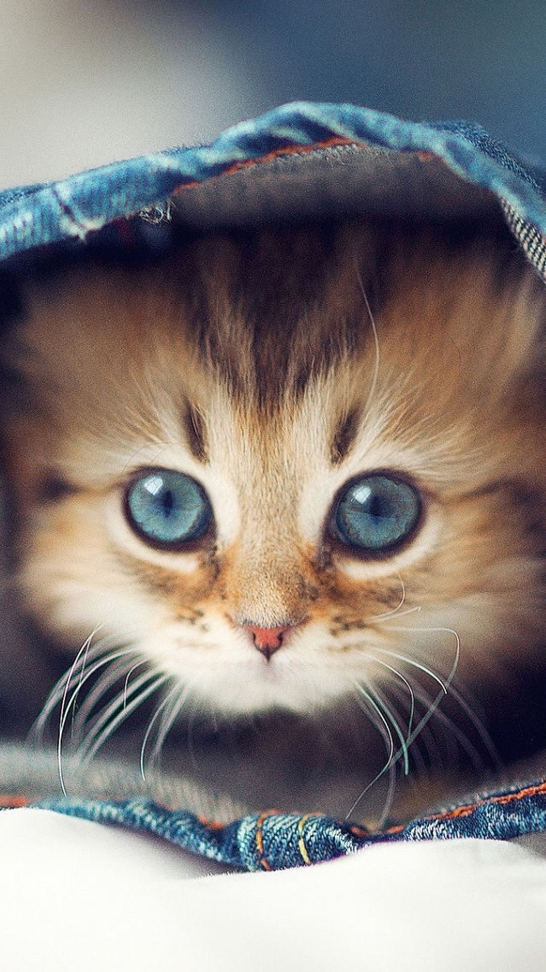 blue eyed fluffy kitten, blue denim pocket, long white cat whiskers, Full HD Phone wallpaper