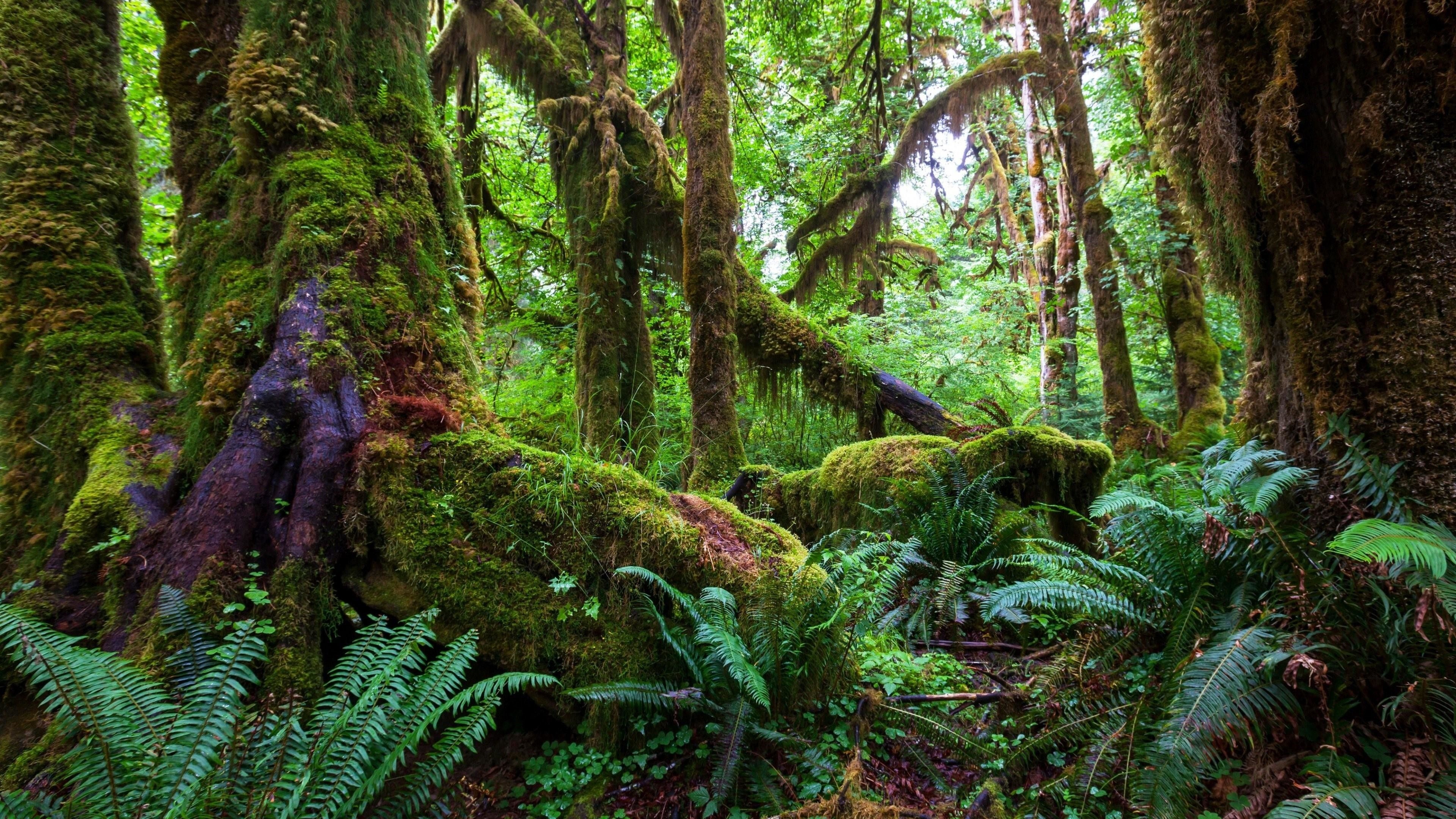 Moss, Amazon Rain Forest Wallpaper, 3840x2160 4K Desktop