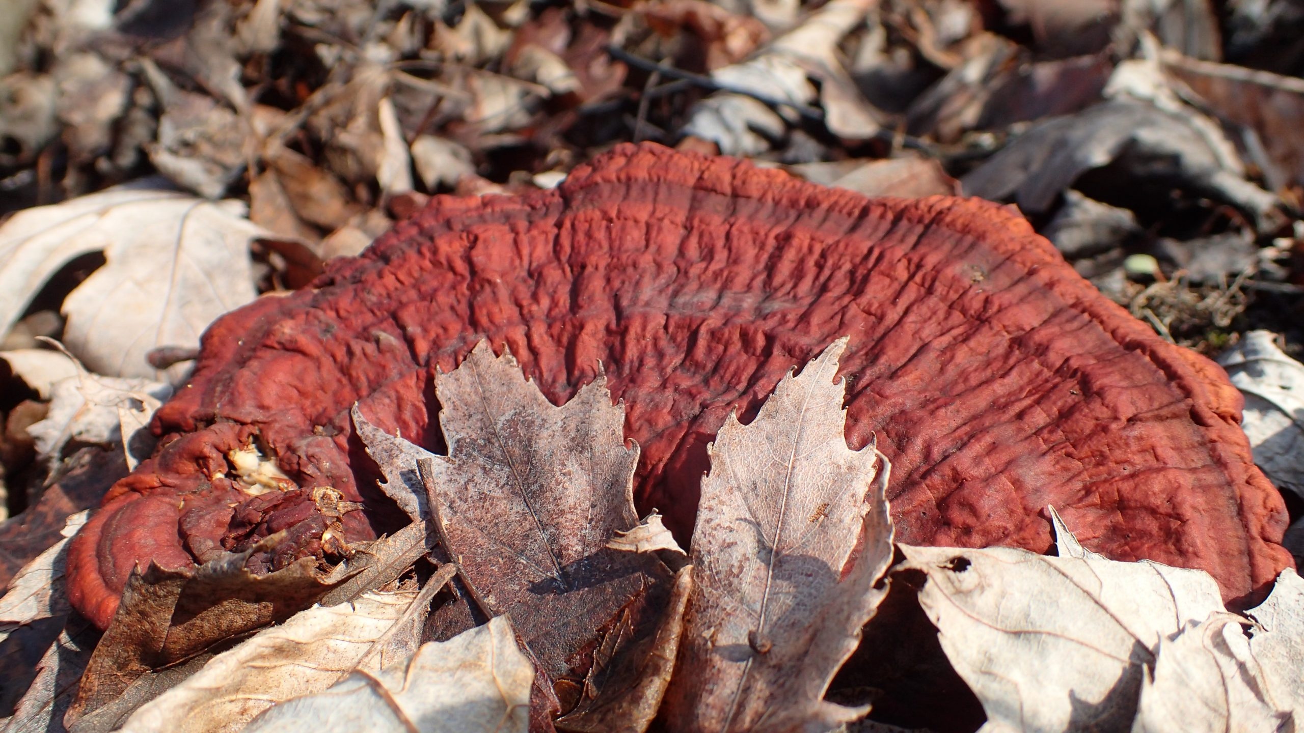 Reishi mushroom, Stress relief, Gut health, Immune support, 2560x1440 HD Desktop