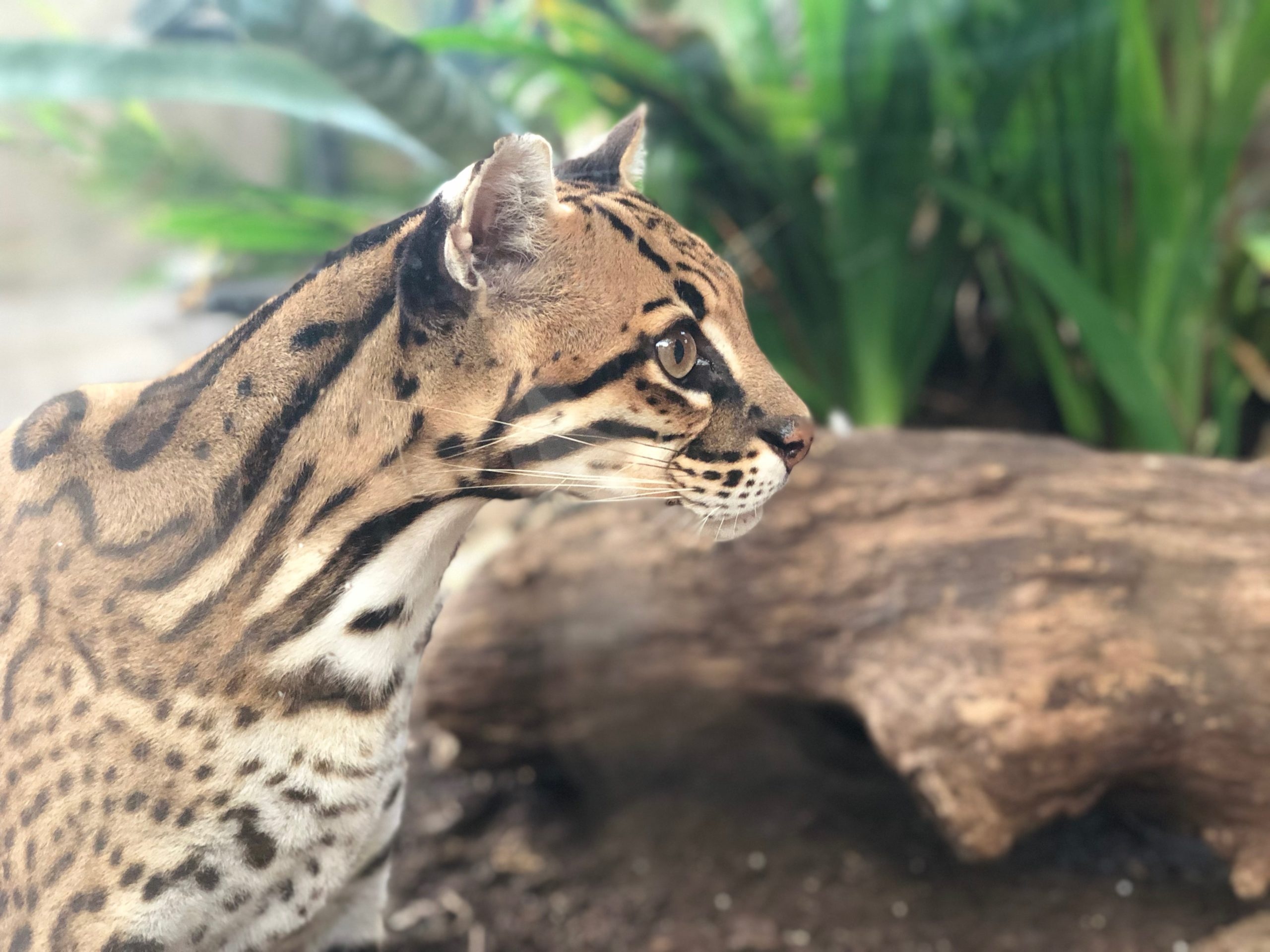 The Dallas World Aquarium, Ocelot exhibit, Unique wildlife experience, Conservation efforts, 2560x1920 HD Desktop