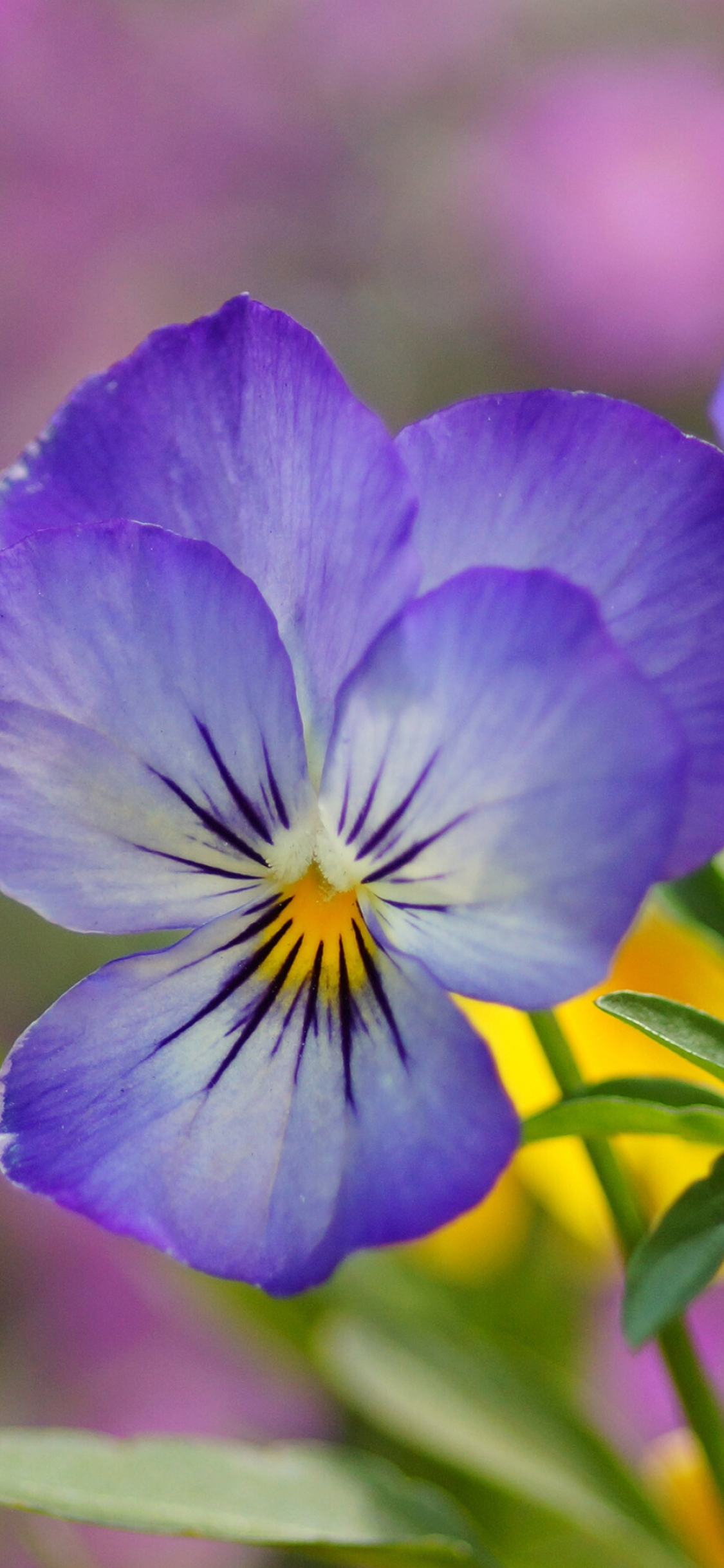 Close-up, Violets Wallpaper, 1130x2440 HD Phone