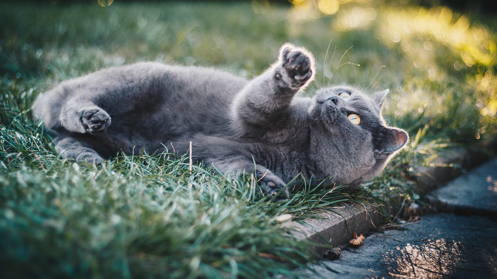 Playful, British Shorthair Wallpaper, 1920x1080 Full HD Desktop