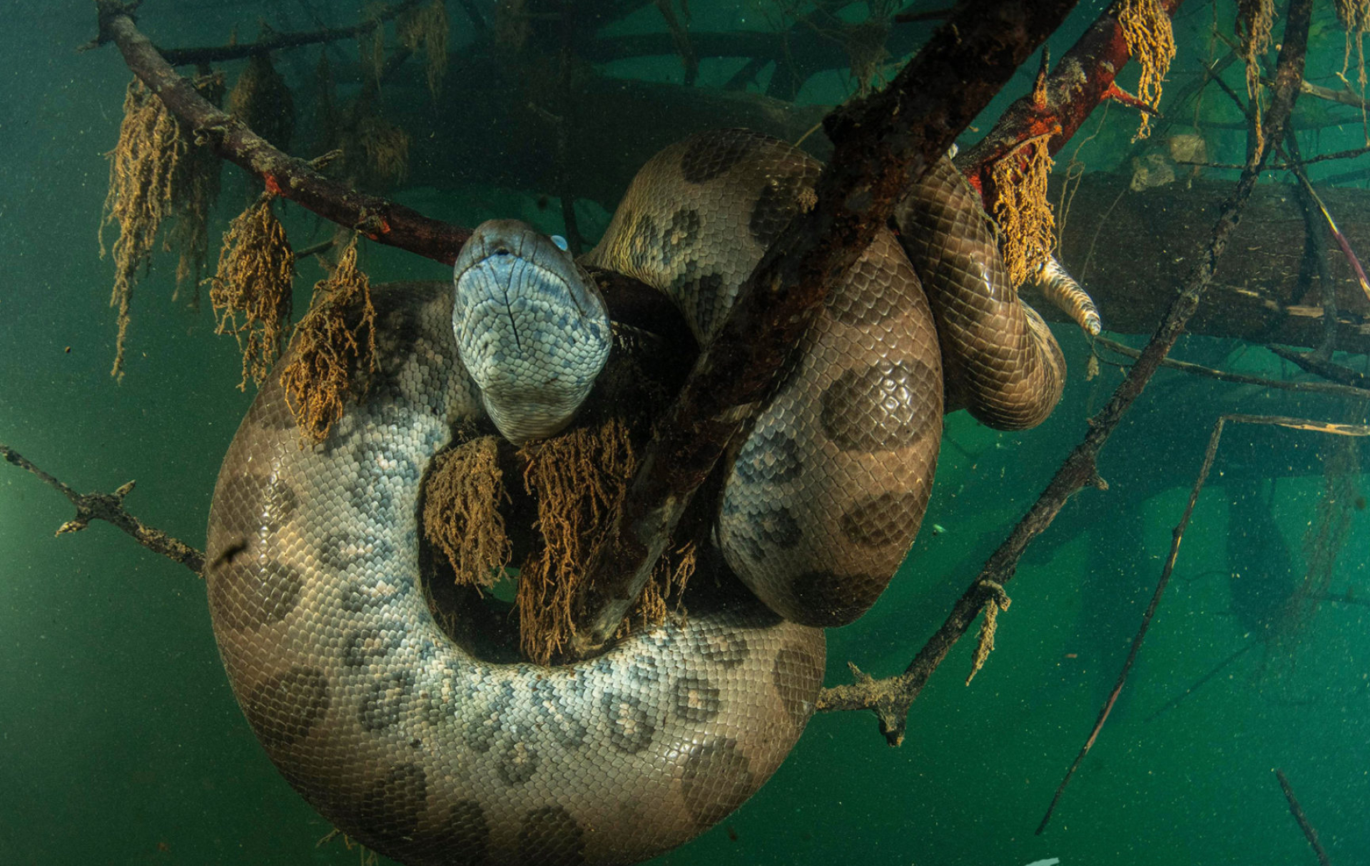 Anaconda, Diving in Brazil, Big fish expeditions, 1920x1220 HD Desktop