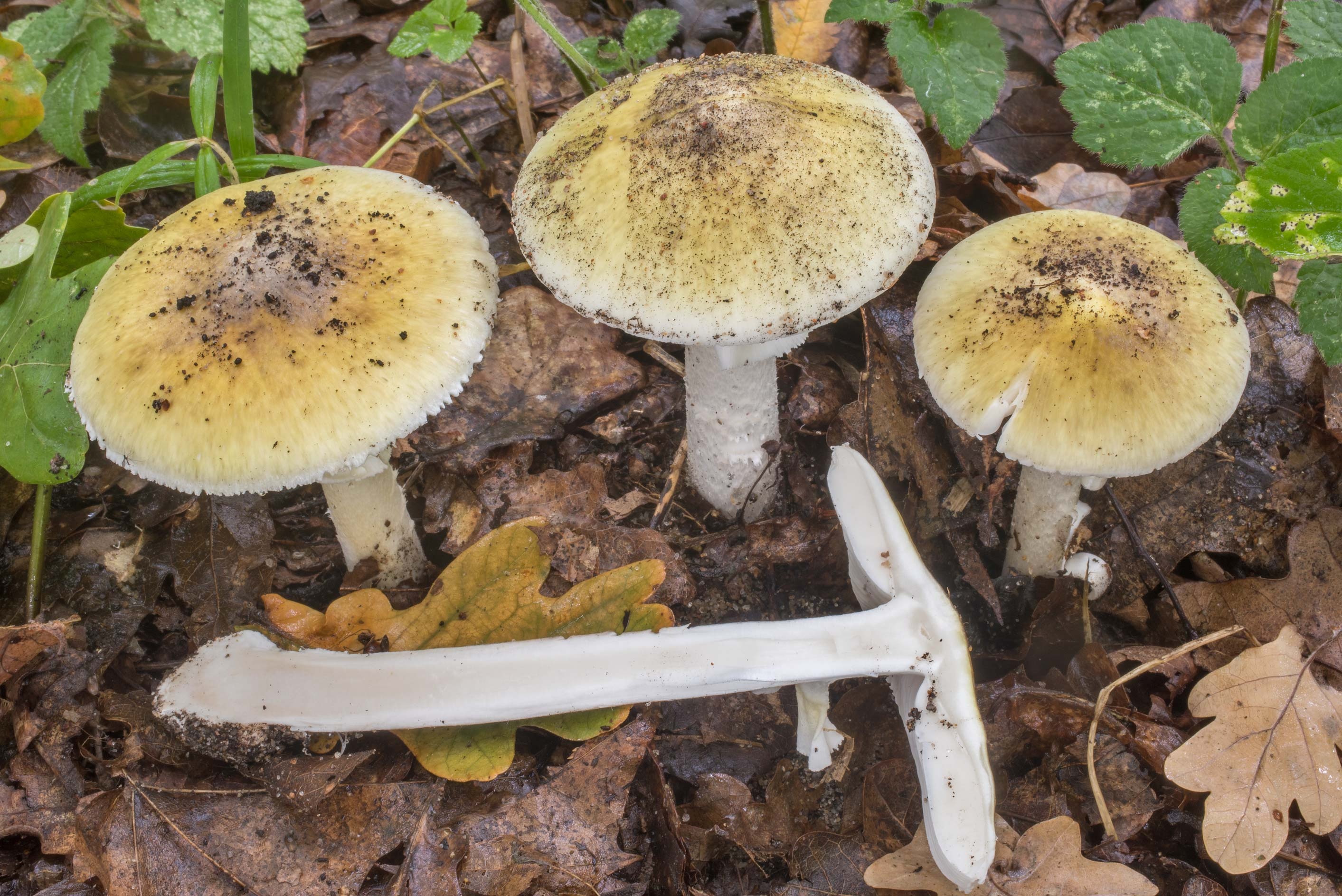 Dissected death cap, Mushrooms amanita, West from Russia, Scientific study, 2830x1890 HD Desktop