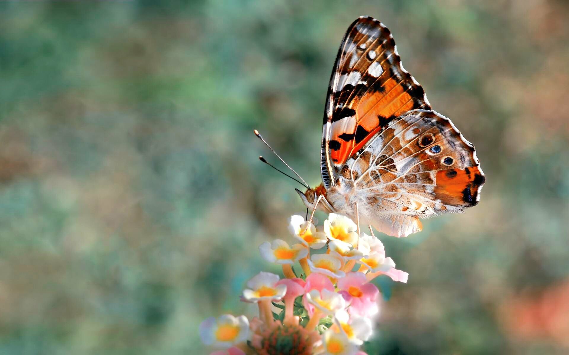 Painted lady, Butterflies Wallpaper, 1920x1200 HD Desktop