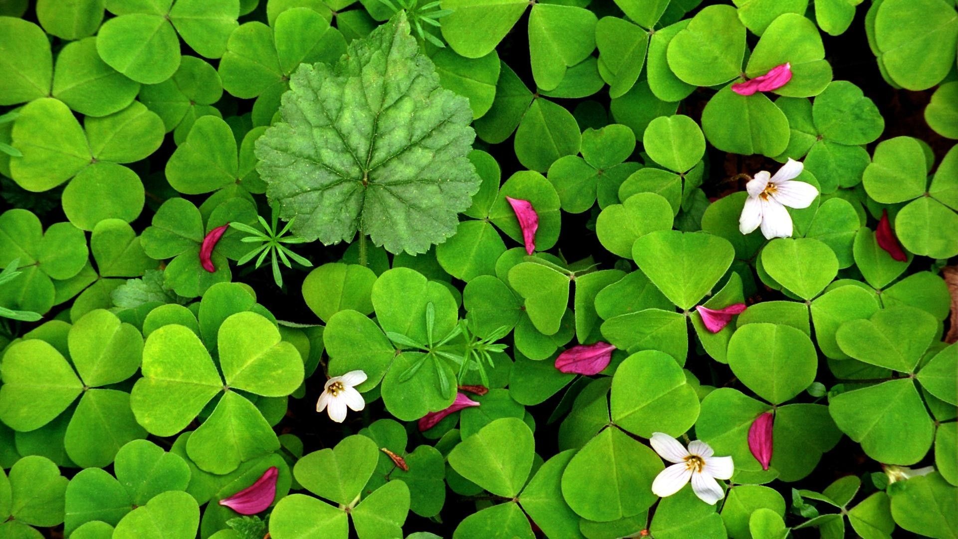 Irish Shamrock, Clover wallpaper, Natural beauty, Symbol of luck, 1920x1080 Full HD Desktop