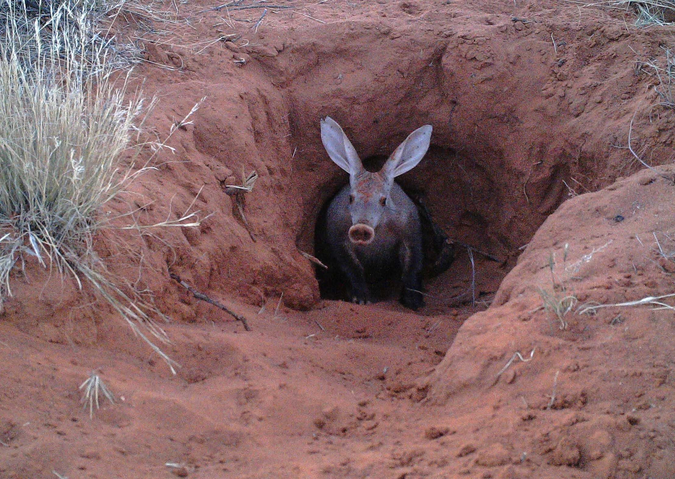 Aardvark, Popular aardvarks, Cape anteater, Arover, 2220x1580 HD Desktop