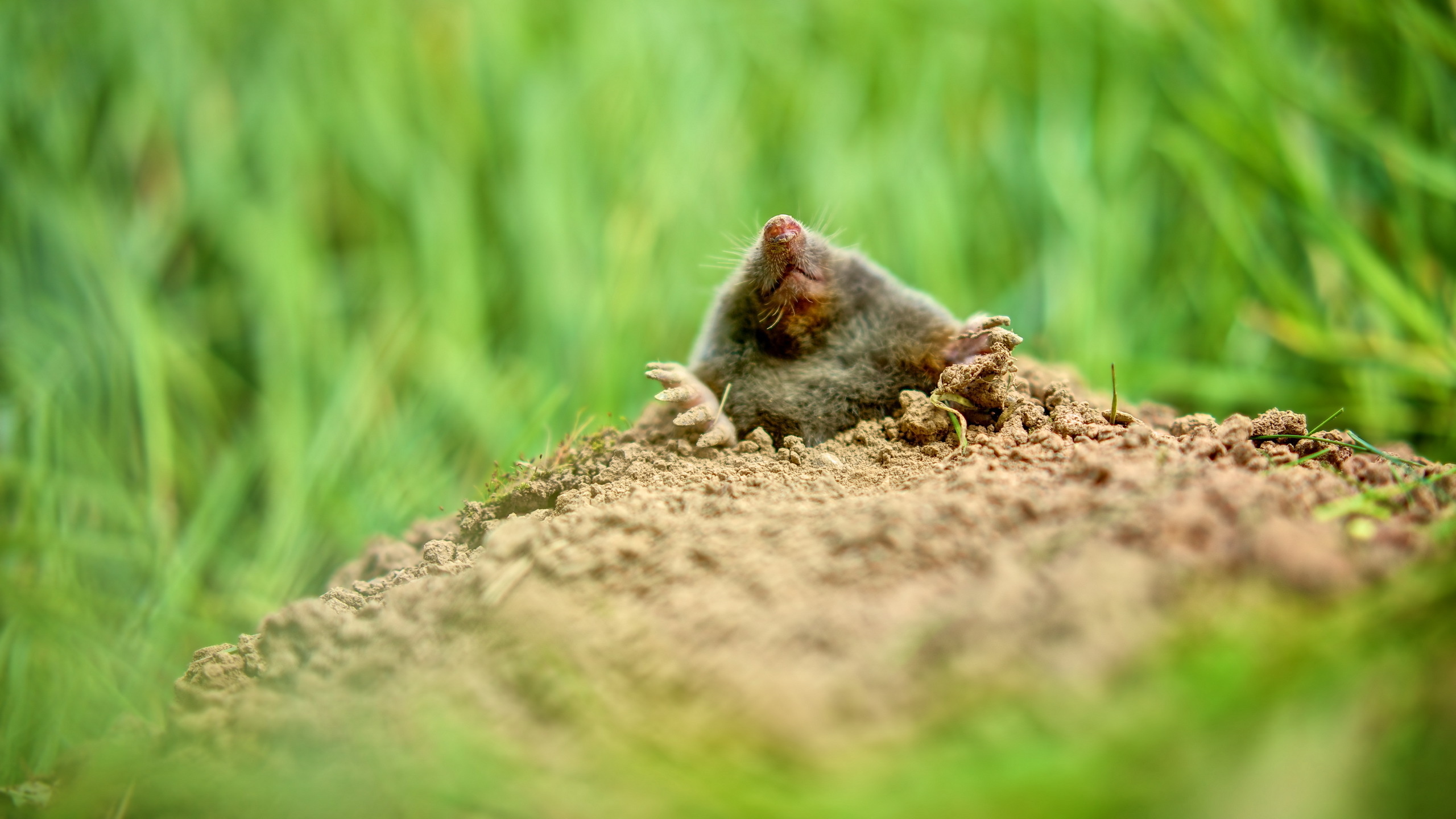 Mole wallpapers, Mole visuals, Mole art, Mole backgrounds, 2560x1440 HD Desktop