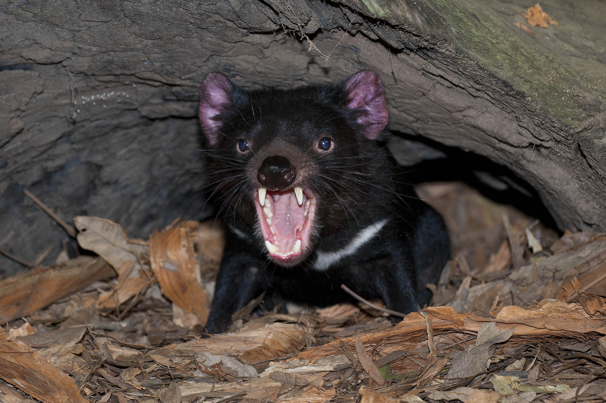 Tasmanian Devil wallpapers, Animal, Devil pictures, HQ, 2400x1600 HD Desktop