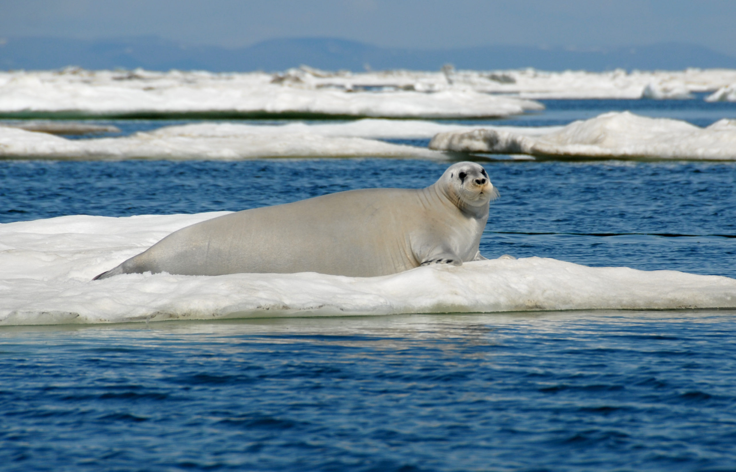 Beaufort Sea, artificial intelligence, protect alaska's ice, 2560x1650 HD Desktop