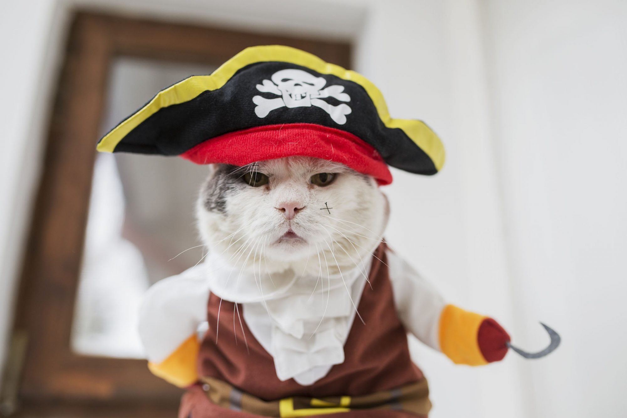 Pirate costume, Halloween Cats Wallpaper, 2000x1340 HD Desktop