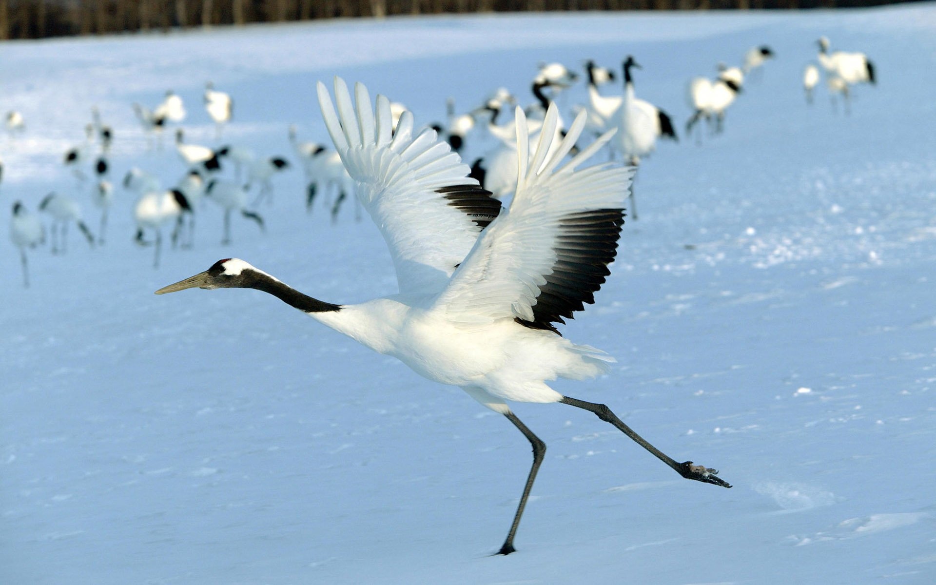 Red crowned crane, Exquisite bird, Wildlife wallpapers, Feathered creature, 1920x1200 HD Desktop