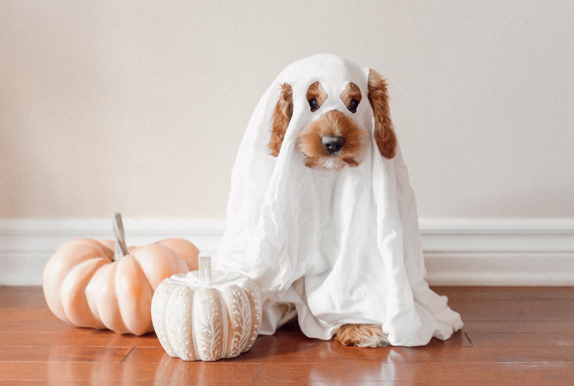 Halloween pets, Safety tricks, Halloween treats, Dogs' delight, 2000x1350 HD Desktop