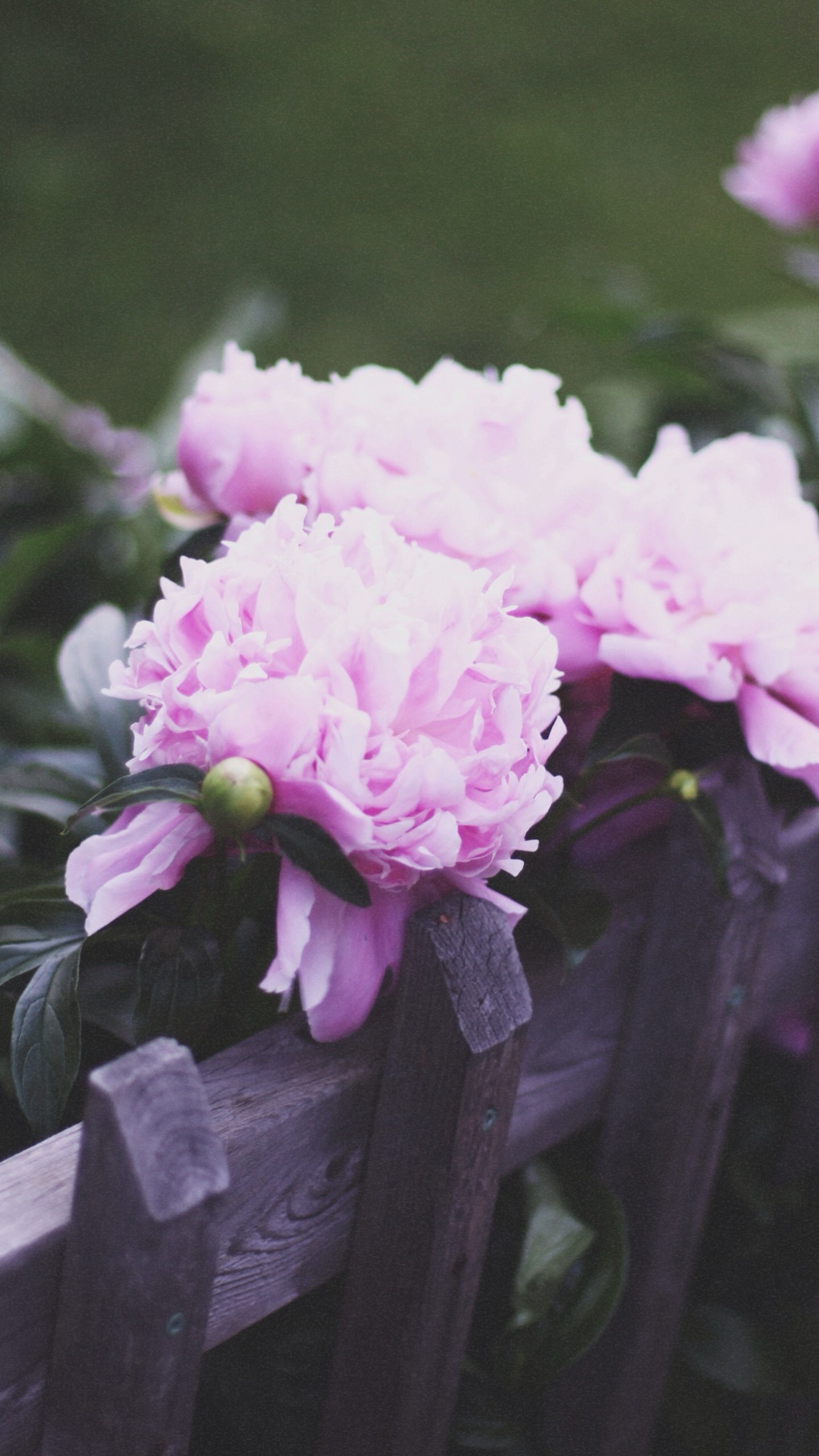 Pink peony blooms, Weathered picket fence, Green peony bud, HD Phone wallpaper