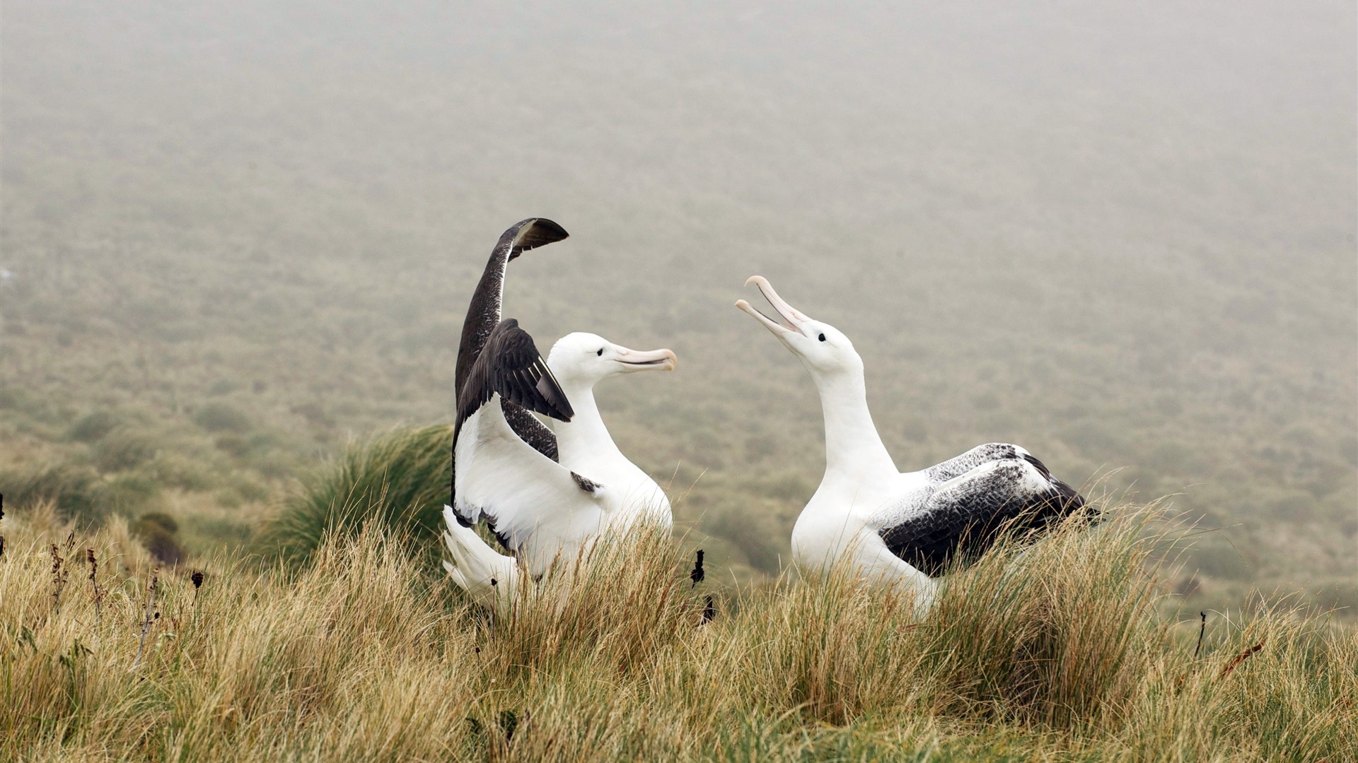 Albatross art, Creative wallpapers, Unique avian illustrations, Digital masterpieces, 1920x1080 Full HD Desktop