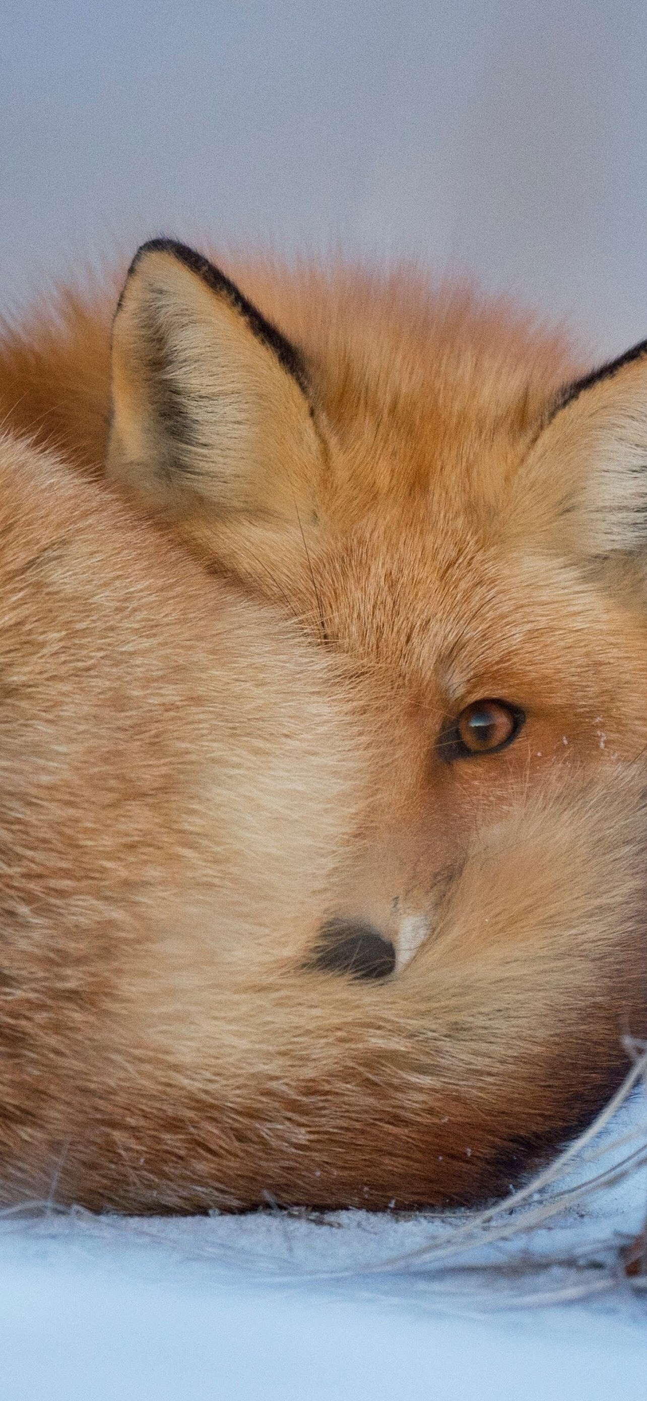 Red fox in snow, Phone wallpaper, 4K image, Winter, 1290x2780 HD Phone