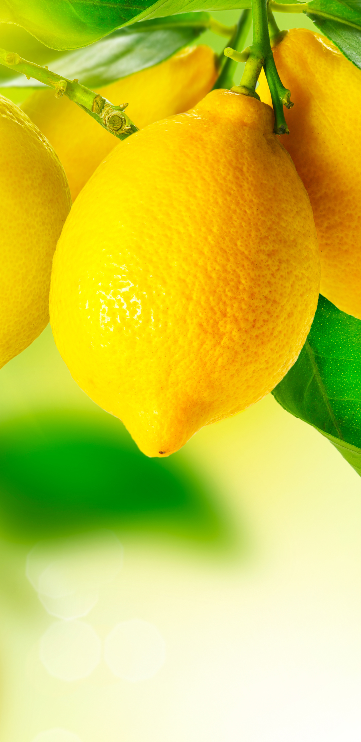 Food lemon, Tangy and zesty, Citrusy brightness, Fresh and flavorful, 1440x2960 HD Phone