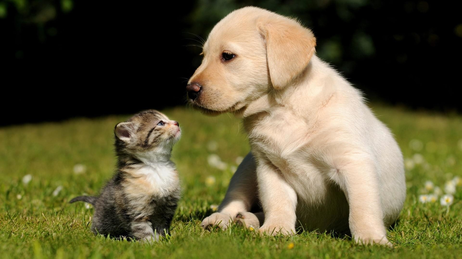 Yellow Labrador Retriever puppy, Striped tabby kitten, Sunlit green lawn, Full HD Desktop wallpaper