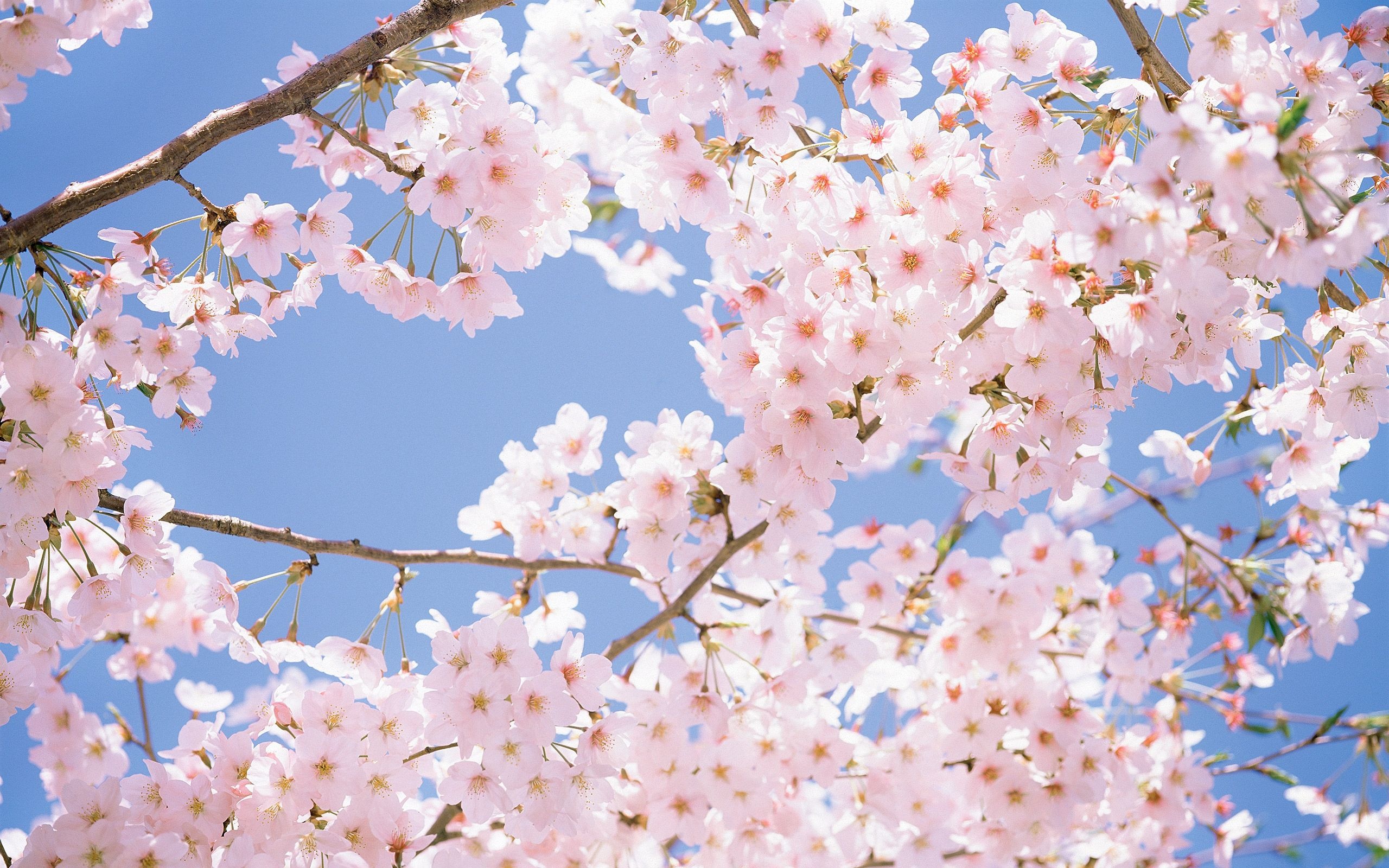 Blooming sakura branches, Pink cherry blossom petals, Bright blue spring sky, HD Desktop wallpaper