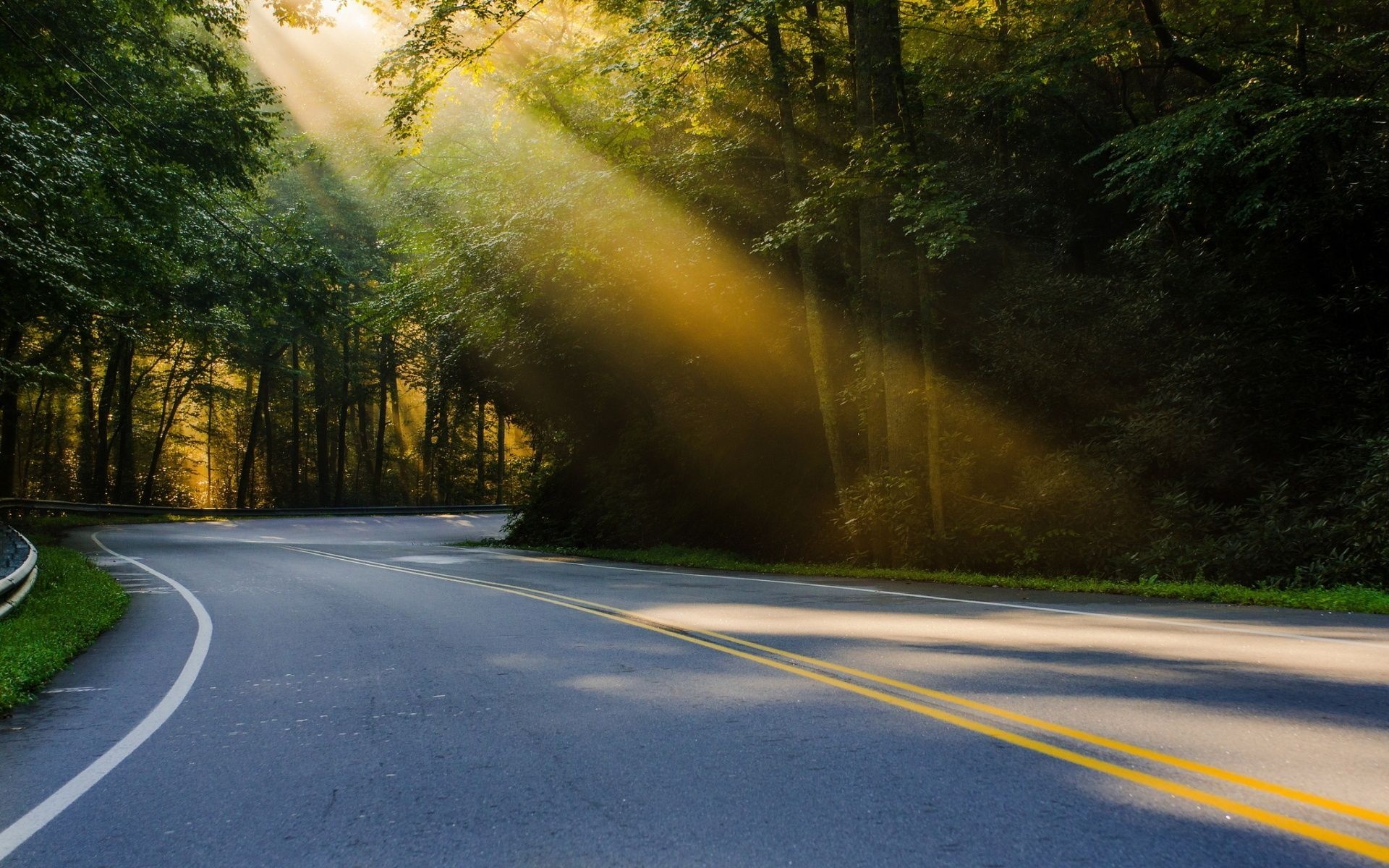 winding asphalt forest road, golden morning sunbeams, lush roadside tree canopy, HD Desktop wallpaper