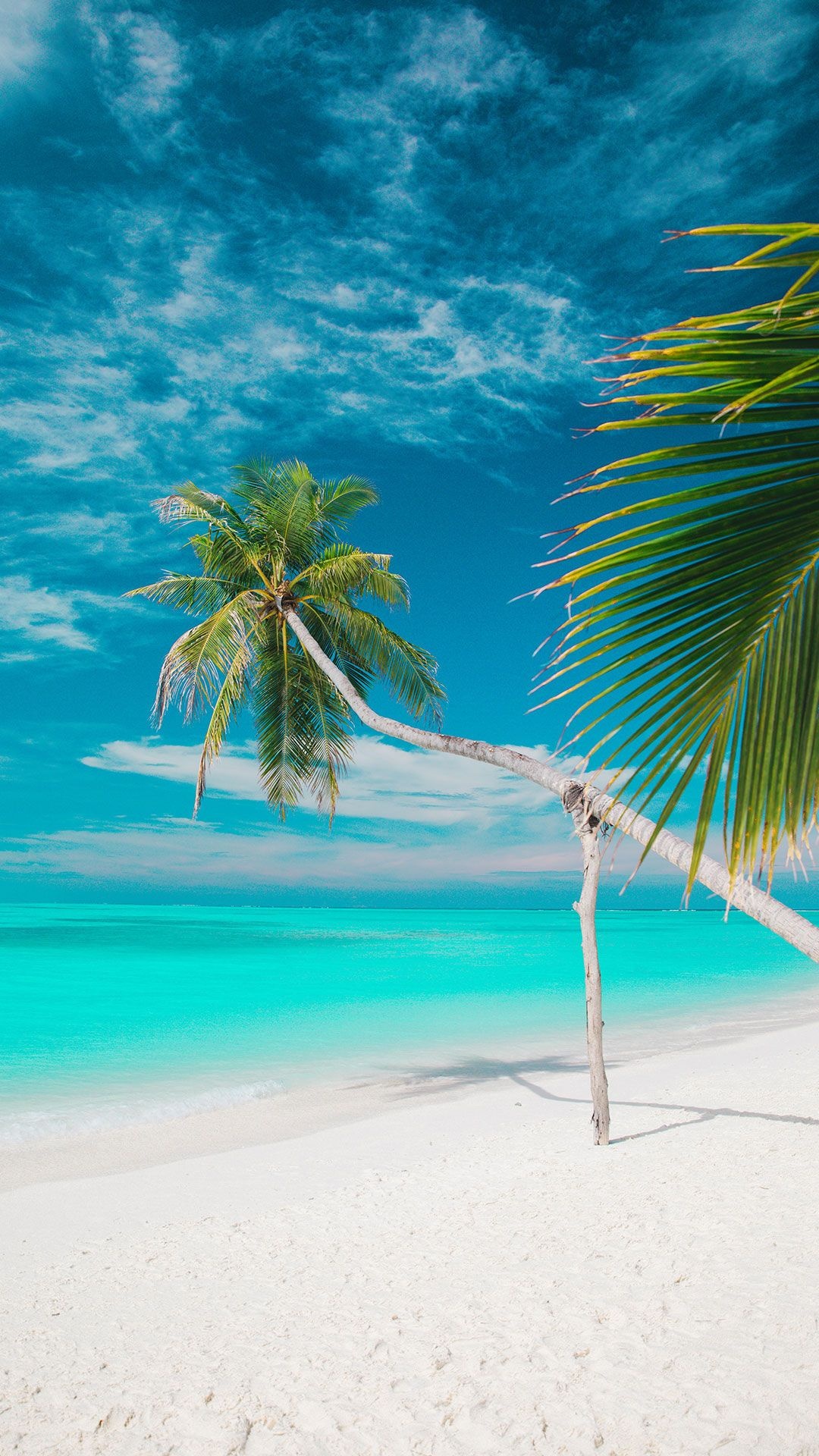 Leaning coconut palm tree, White sand beach, Turquoise tropical sea, Full HD Phone wallpaper