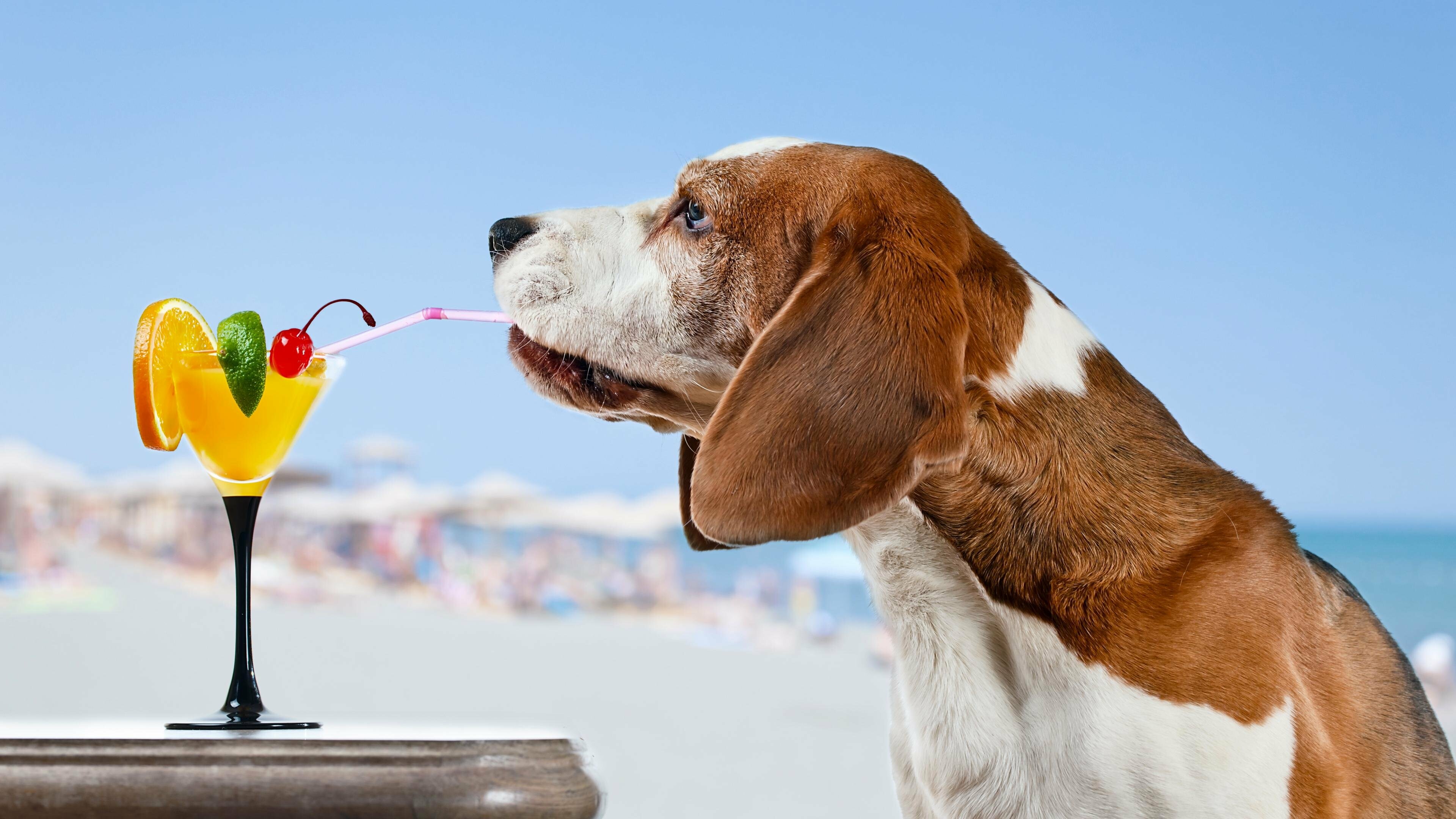 Beagle, Basset hound wallpapers, Ultra hd 4k, Desktop backgrounds, 3840x2160 4K Desktop