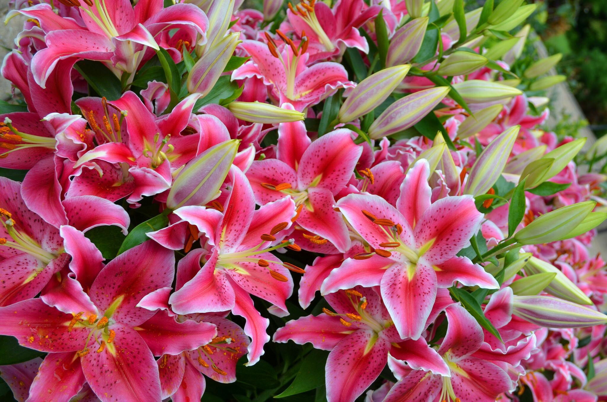 Stargazer lily, Flower backgrounds, Vibrant colors, Nature, 2050x1360 HD Desktop