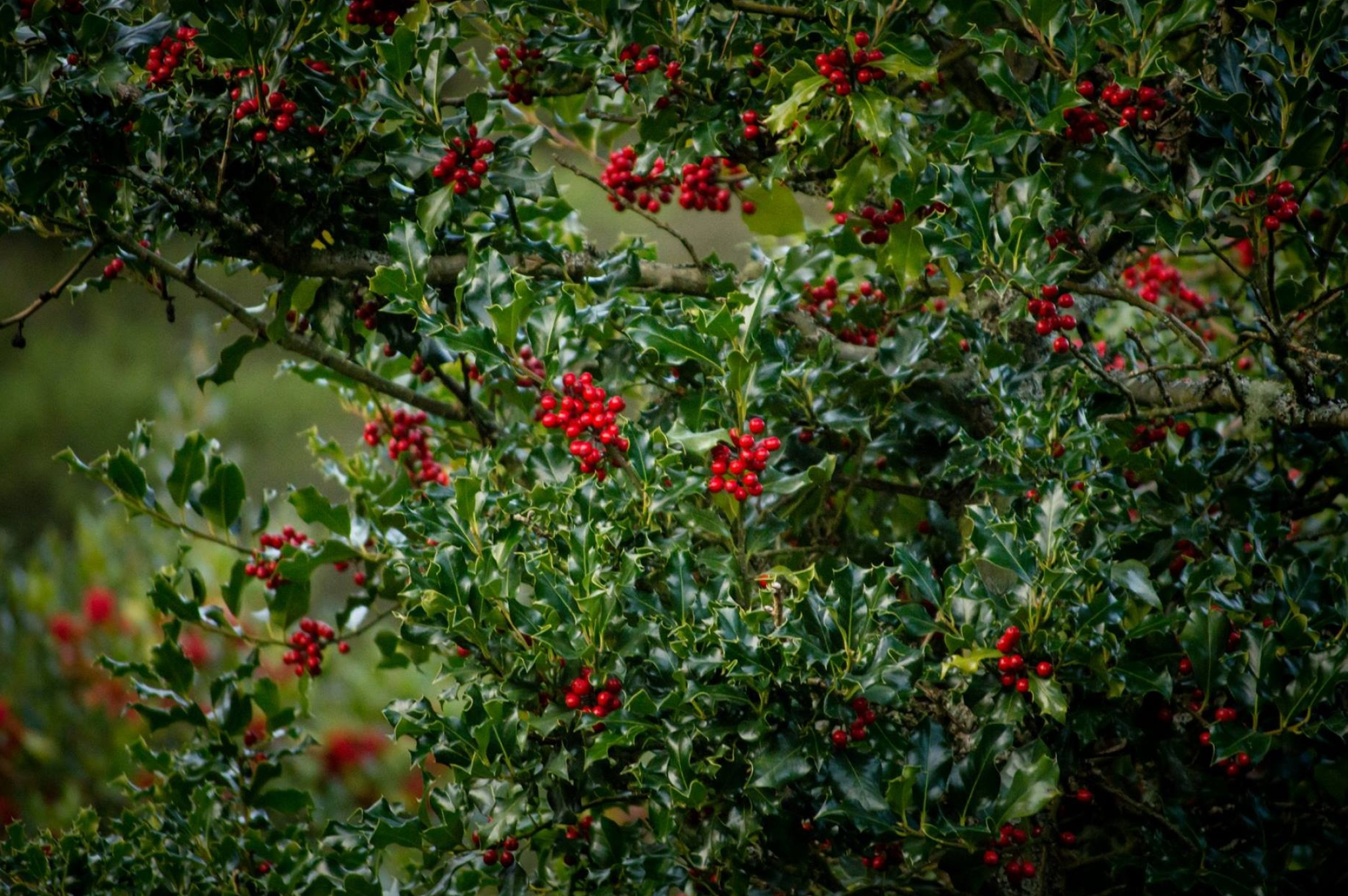 Holly Tree, Henderson holly farm, Whidbey island charm, Festive gifts, 2050x1370 HD Desktop