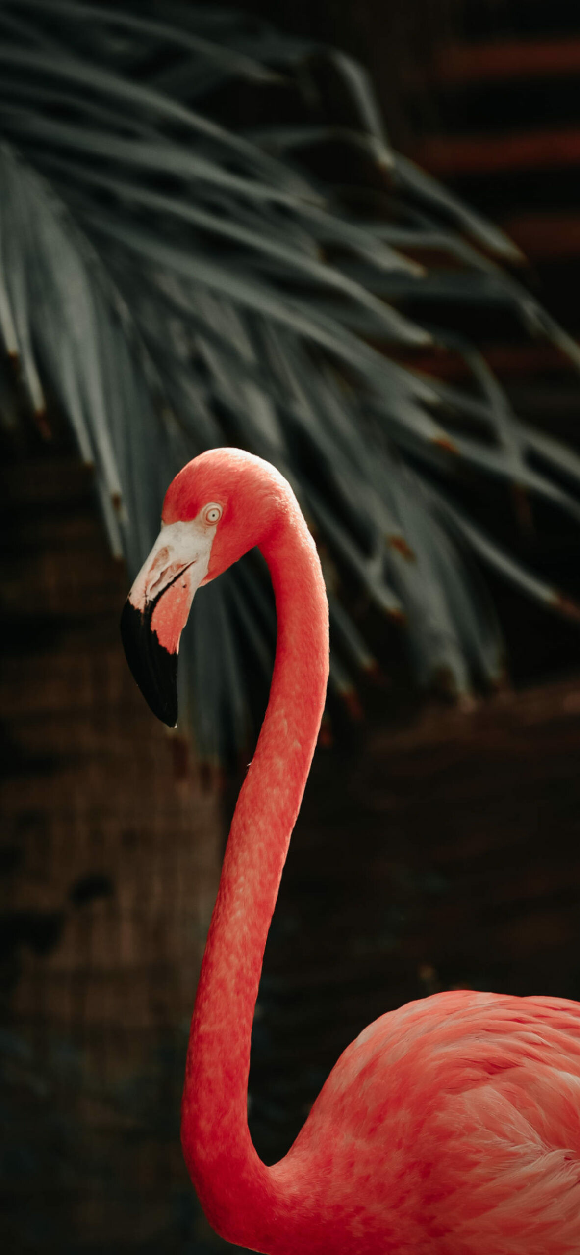 Flamingo wallpaper iPhone, Stunning designs, Vibrant colors, Captivating visuals, 1190x2560 HD Phone