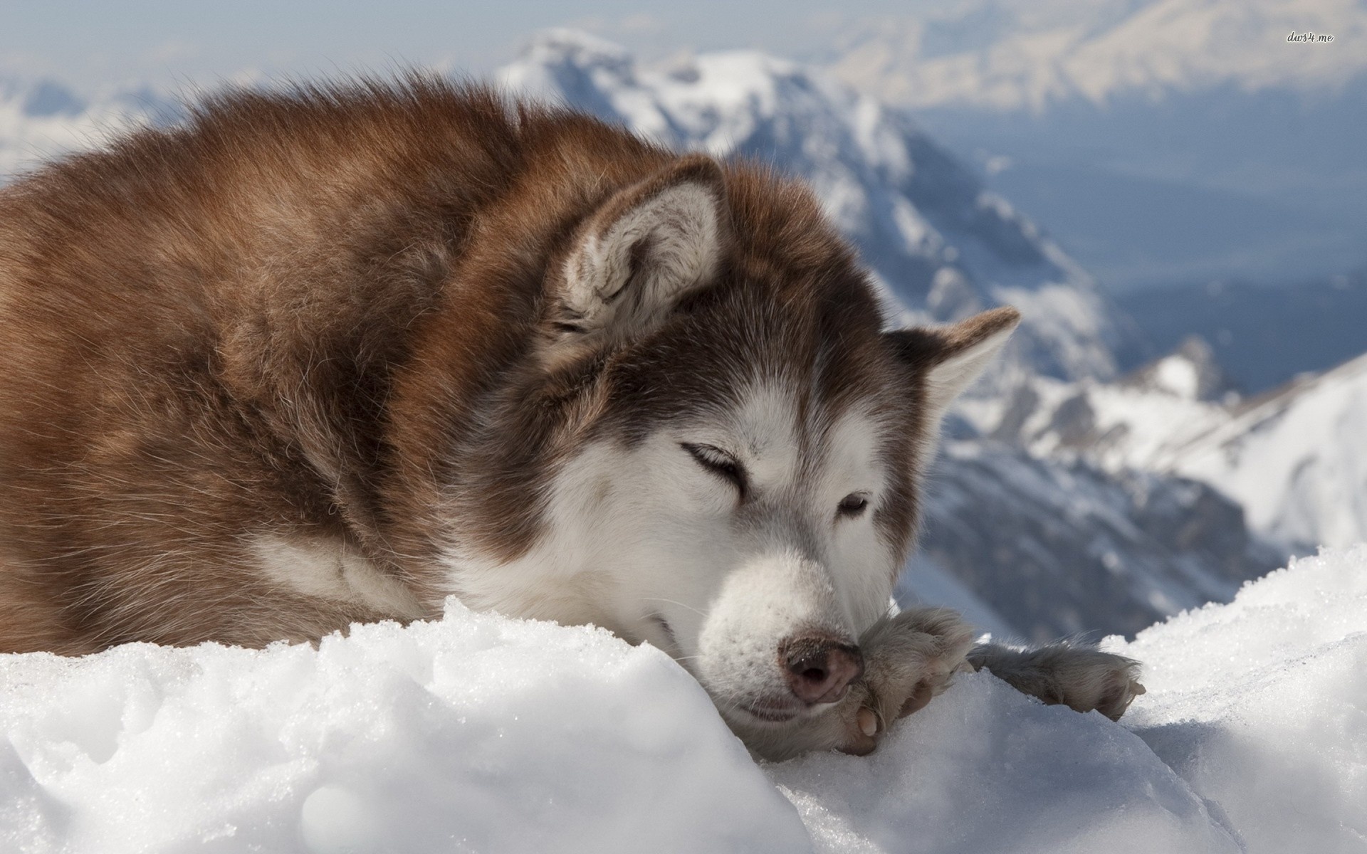 Alaskan Malamute wallpapers, High quality, Desktop mobile tablet, Cute animals, 1920x1200 HD Desktop