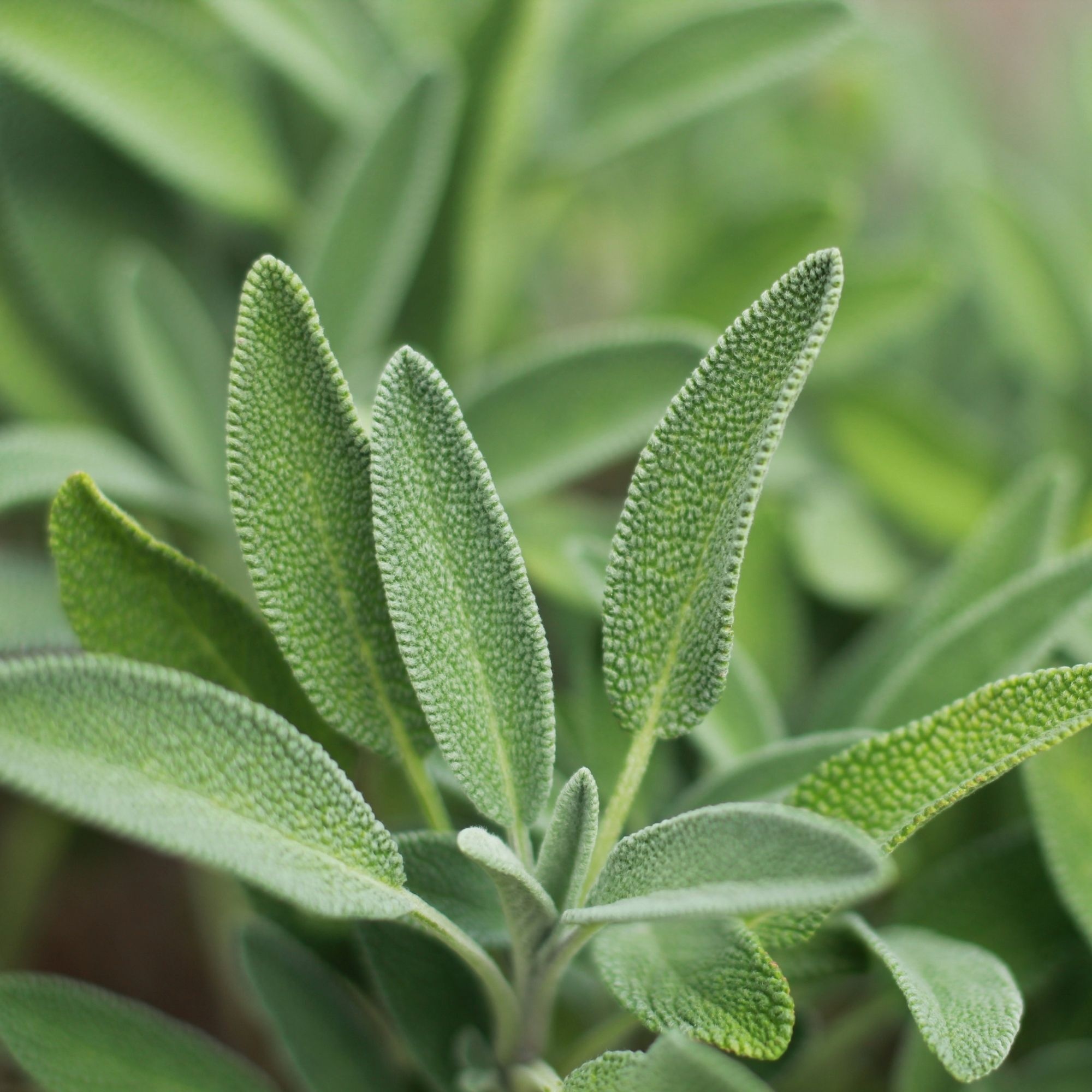 Sage herb, Organic sage, Herb seeds,Organic seeds, 2000x2000 HD Phone