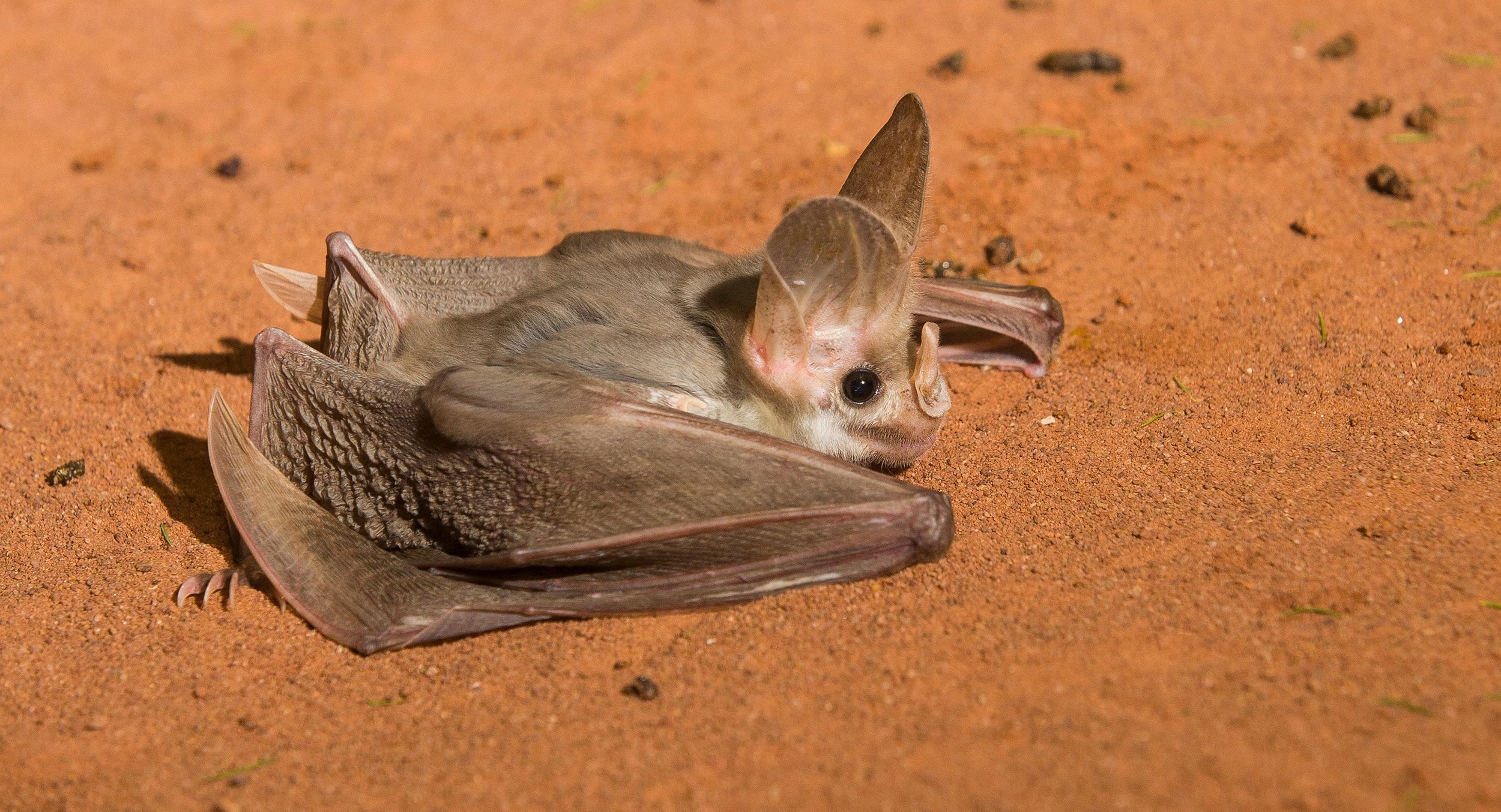 Australian ghost bat, Bats Wallpaper, 2500x1360 HD Desktop