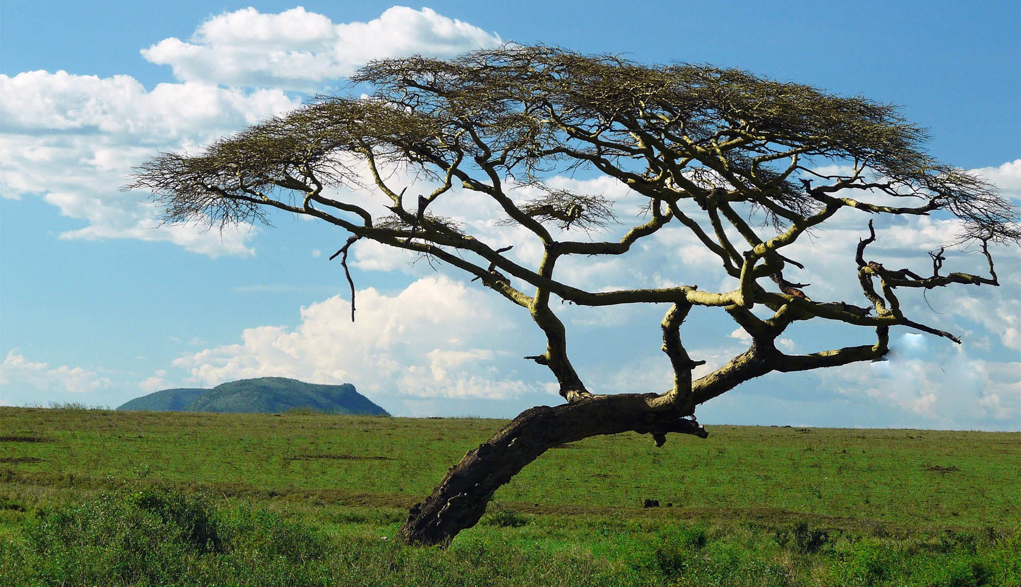 Acacia Tree, Acacia wood, Pros and cons, Nature's marvel, 2000x1150 HD Desktop